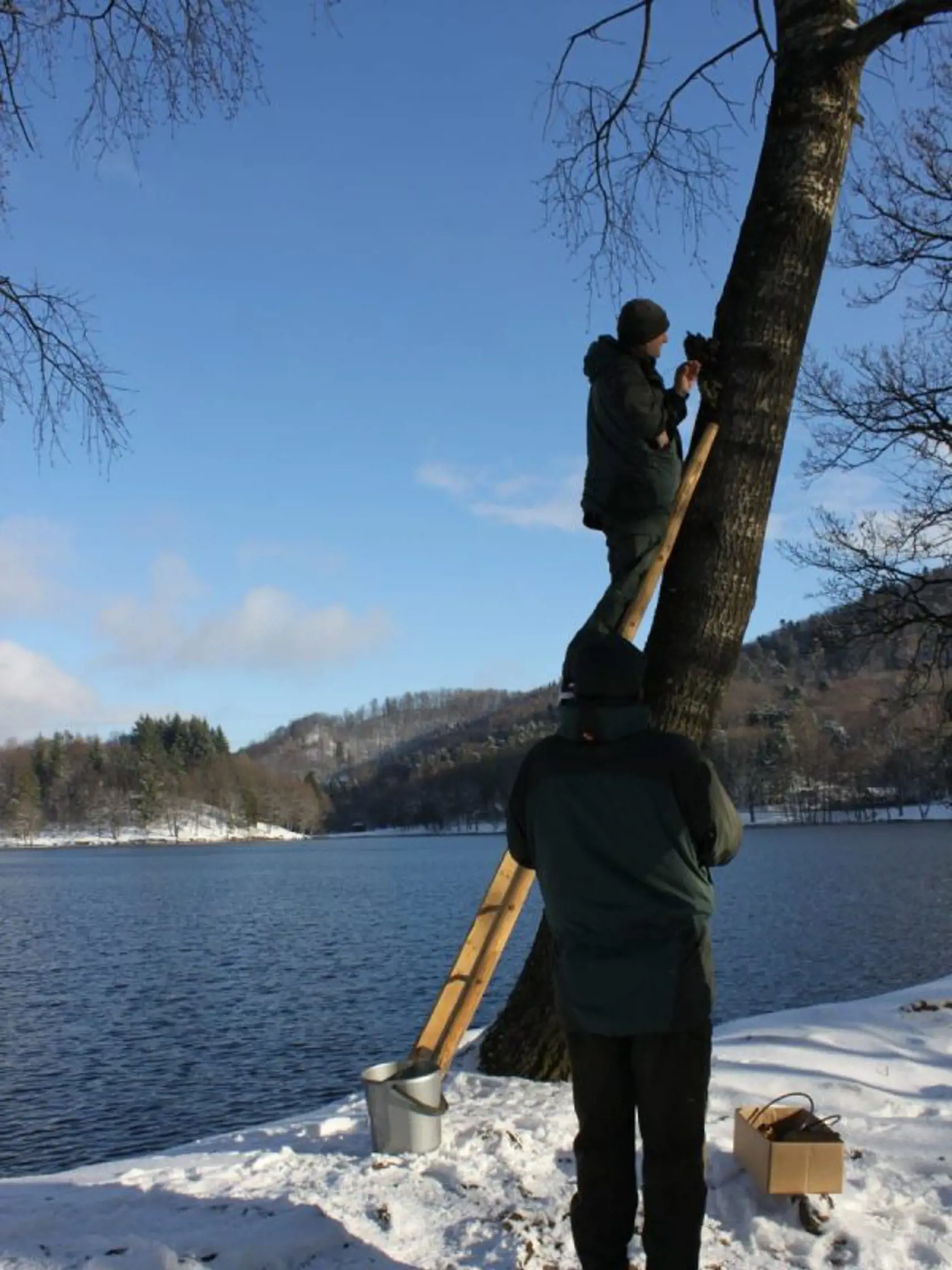 Bobor znižil už množstvo stromov.