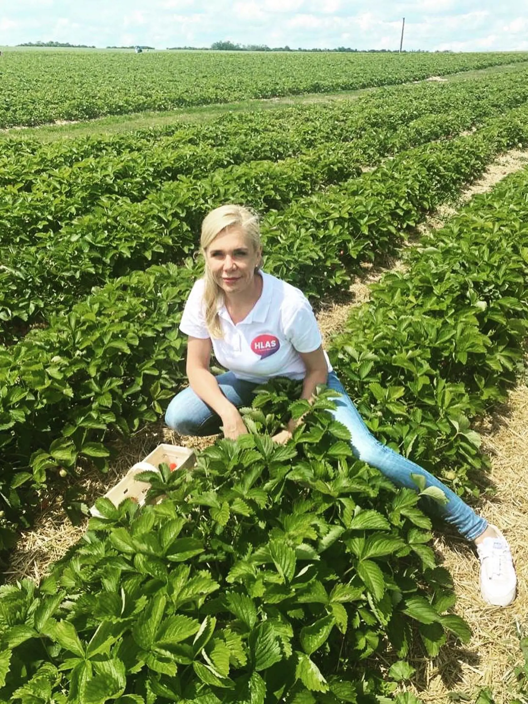 Poslankyňa NR SR Denisa Saková na samozbere jahôd.
