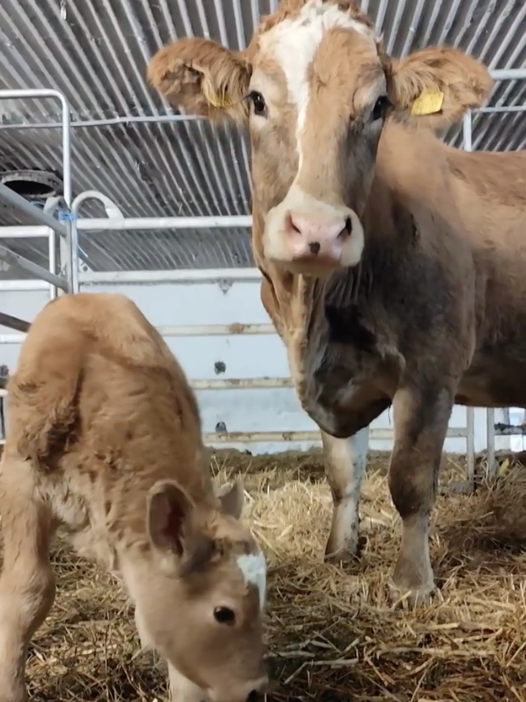 Na farme v Žiline, len kúsok od kafilérie, sa narodilo teliatko, ktoré okamžite vzbudilo pozornosť. Na jeho čele sa totiž črtá škvrna v tvare srdca, čo si mnohí vysvetľujú symbolicky. Hlavne v čase, keď sú kvôli slintačke a krívačke hromadne utrácané aj zdravé zvieratá. Akoby tým chcelo povedať: „Ľudia, majte srdce!“