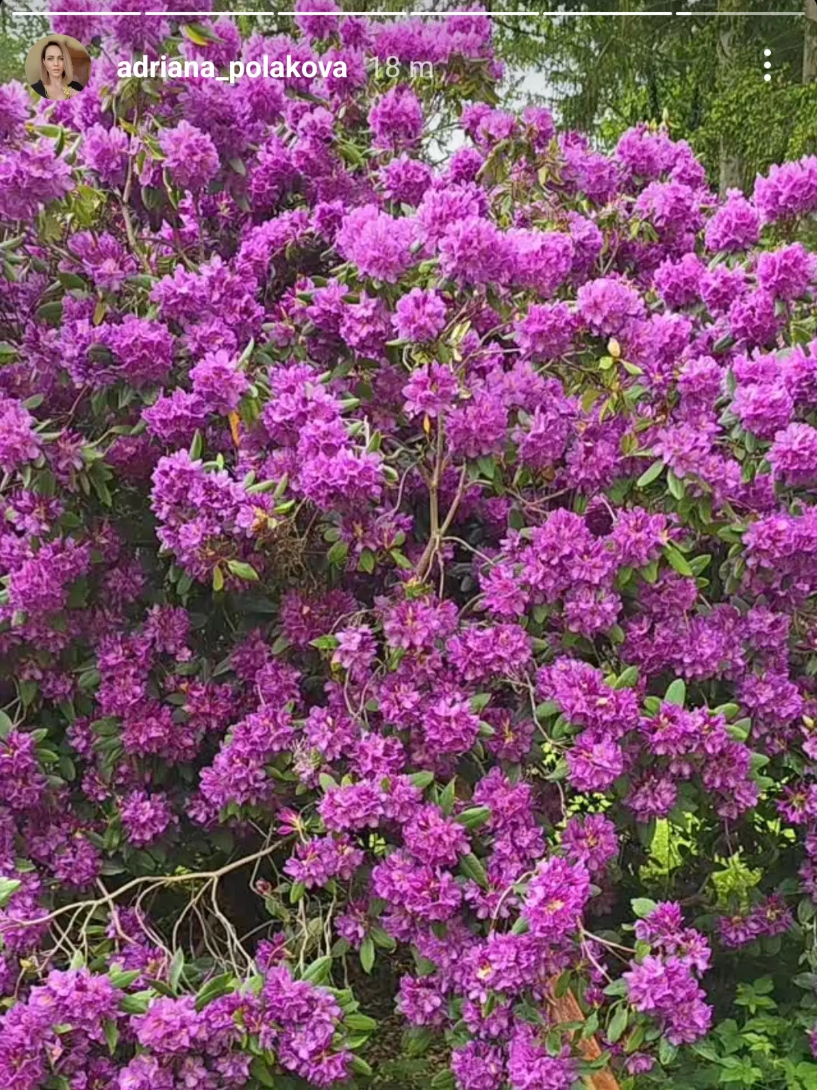 Takýto nádherný rododendron spestruje park Adriany Polákovej.