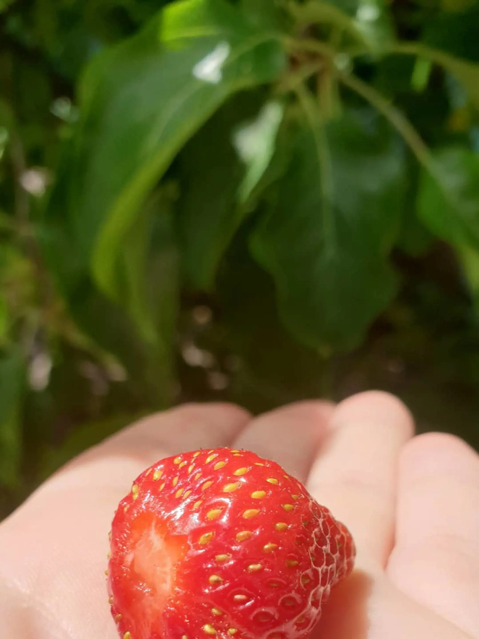 Manželka Ondreja Kandráča Erika sa na Instagrame chváli svojou záhradkou. Pestuje aj jahody.