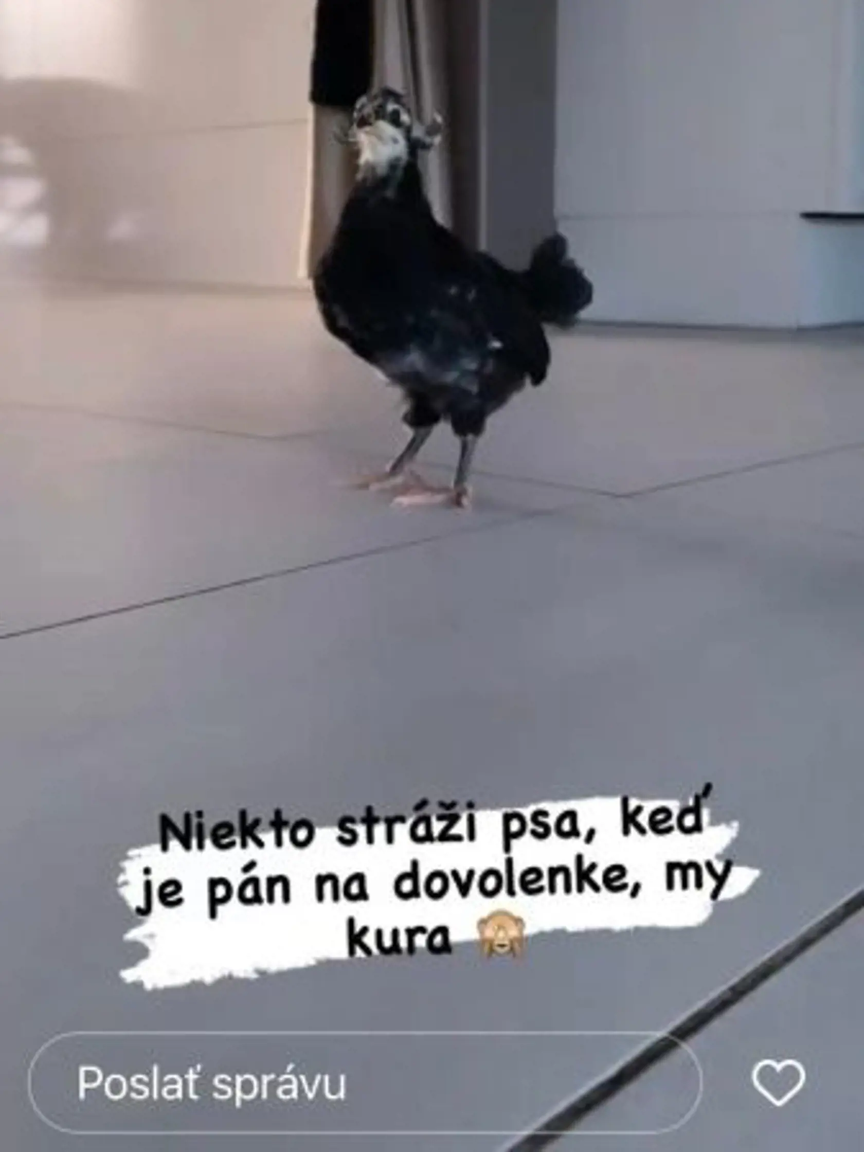 Silvia Lakatošová má doma takéto kura.