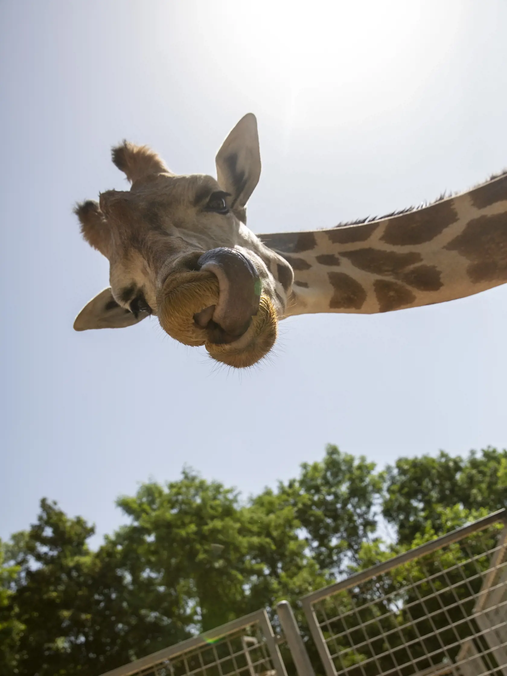 Atrakciou ZOO je určite aj populárna žirafa.