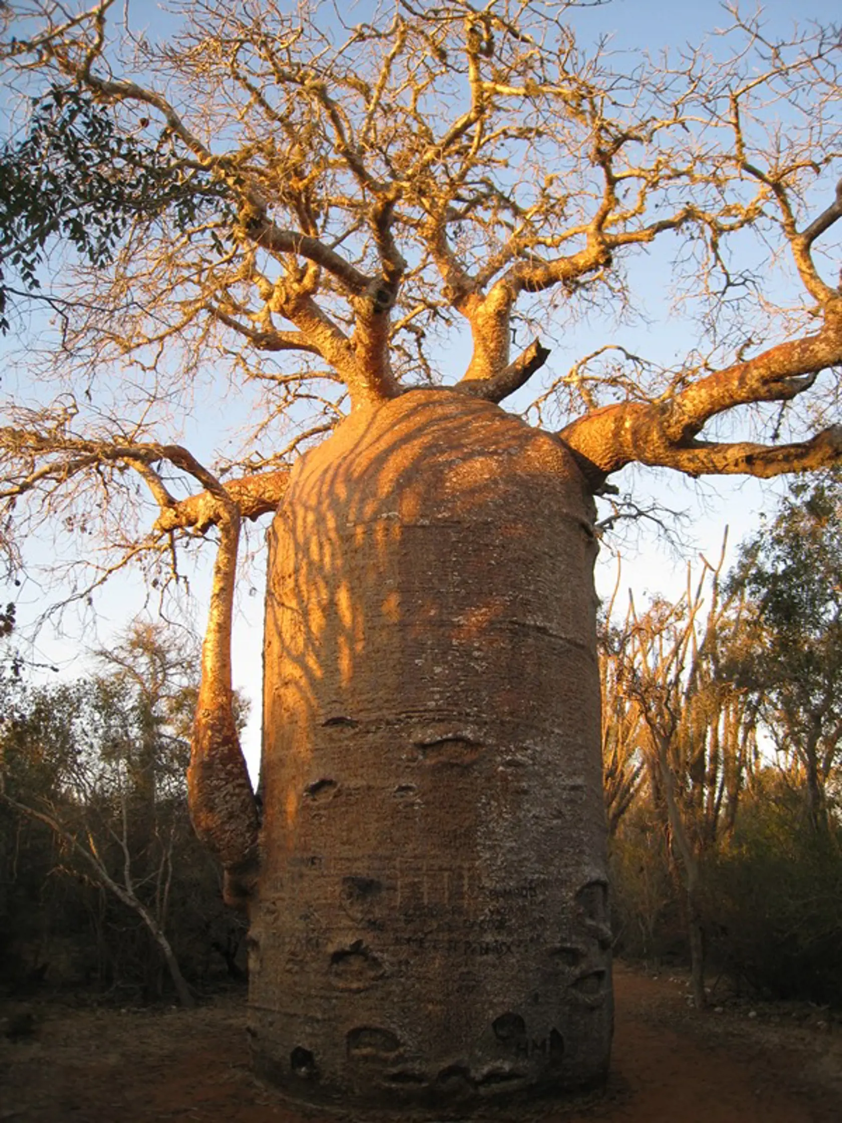 Baobab: Symbol africkej savany. Bubán tieto stromy zbožňuje