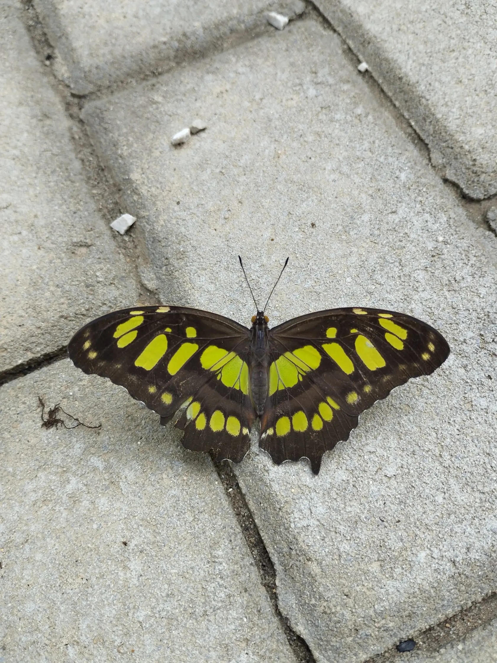 Siproeta stelenes, alebo inak malachitový motýľ.