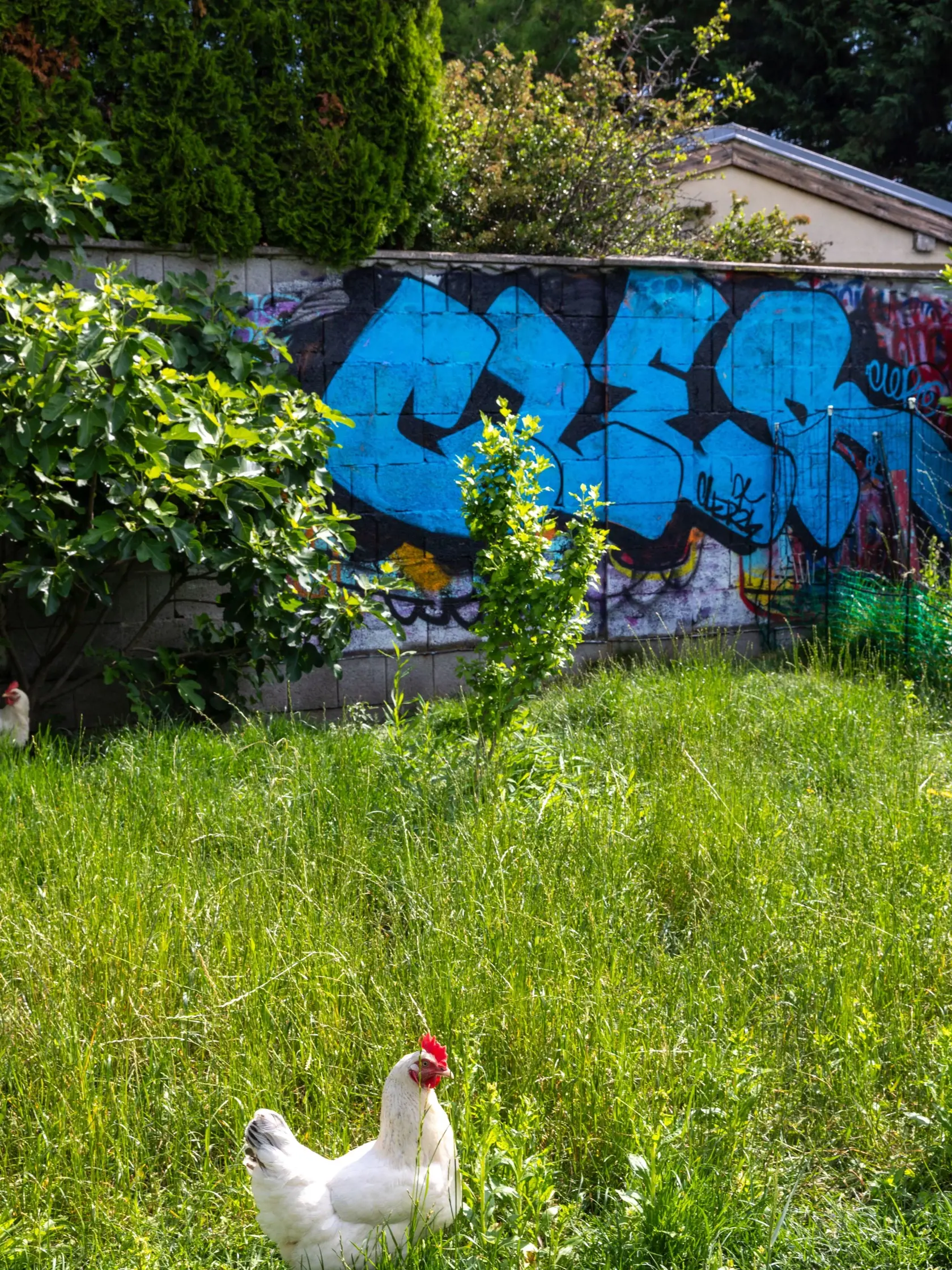 Synovi dovolil umelecky sa vyblázniť s graffiti na jednom múre v záhrade.