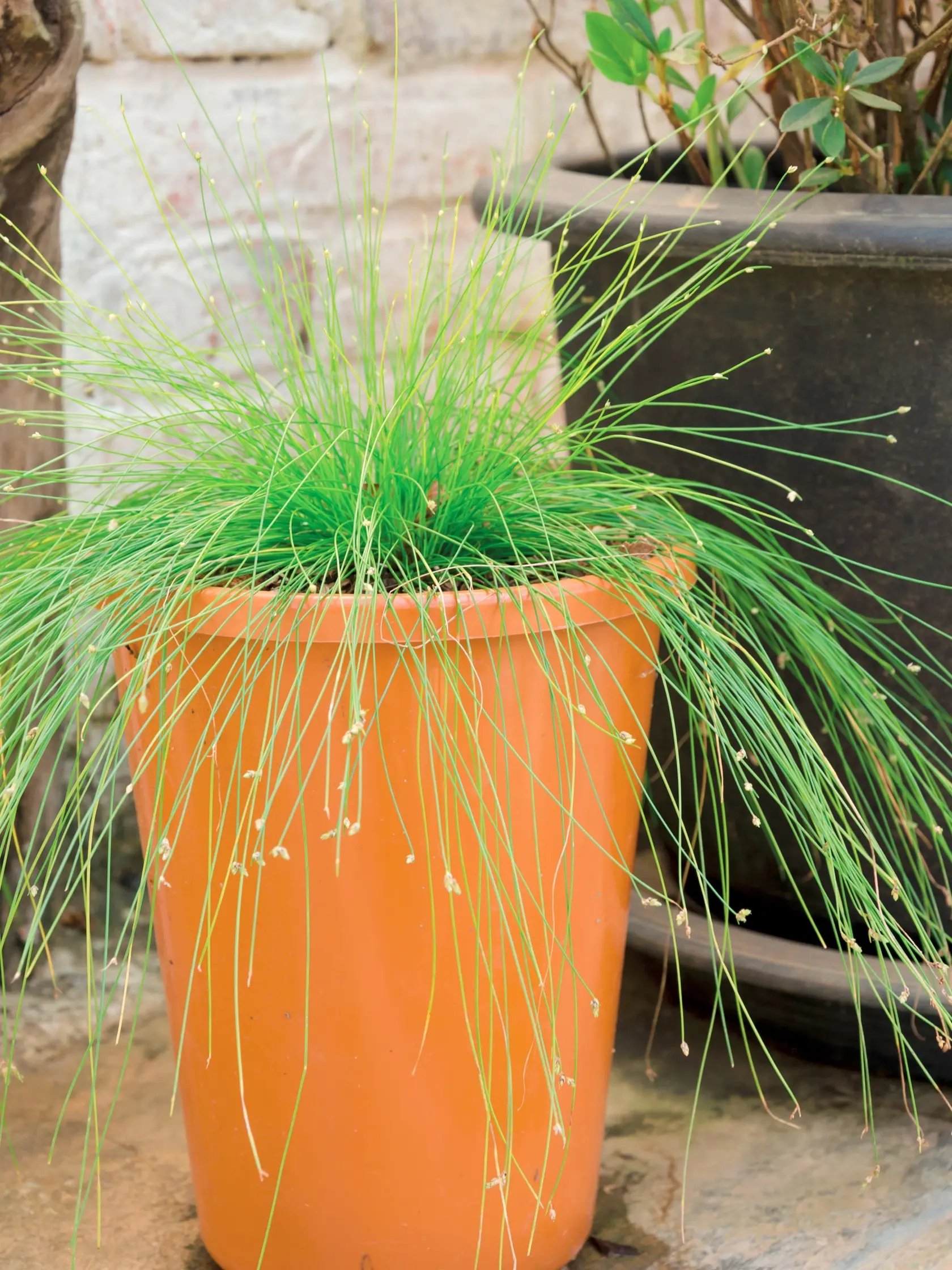 Škripina biela (Scirpus cernuus) patrí medzi pobrežné vodné rastliny, preto jej doprajte bohatú zálievku.