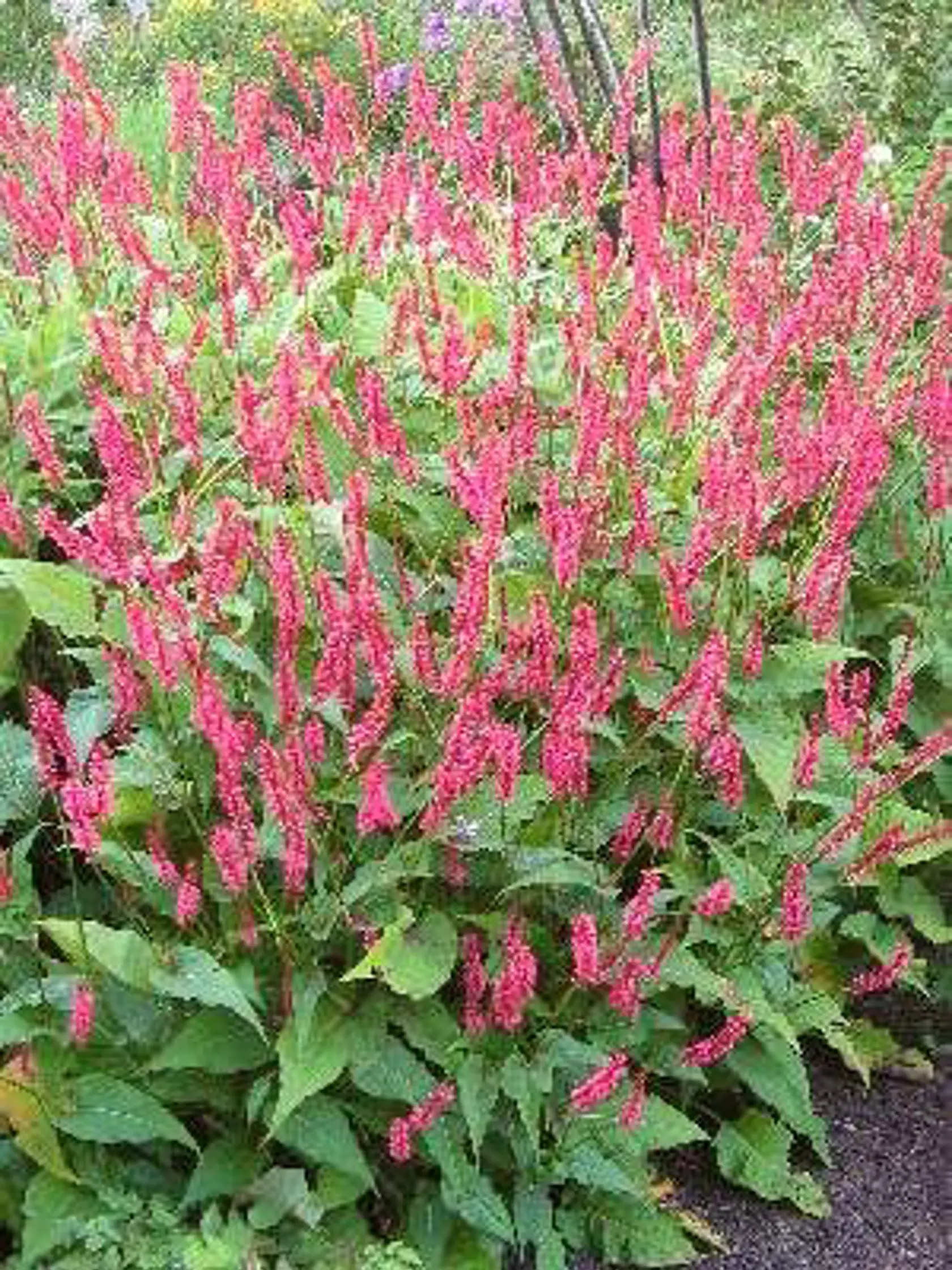Horčiaky Persicaria amplexicaulis