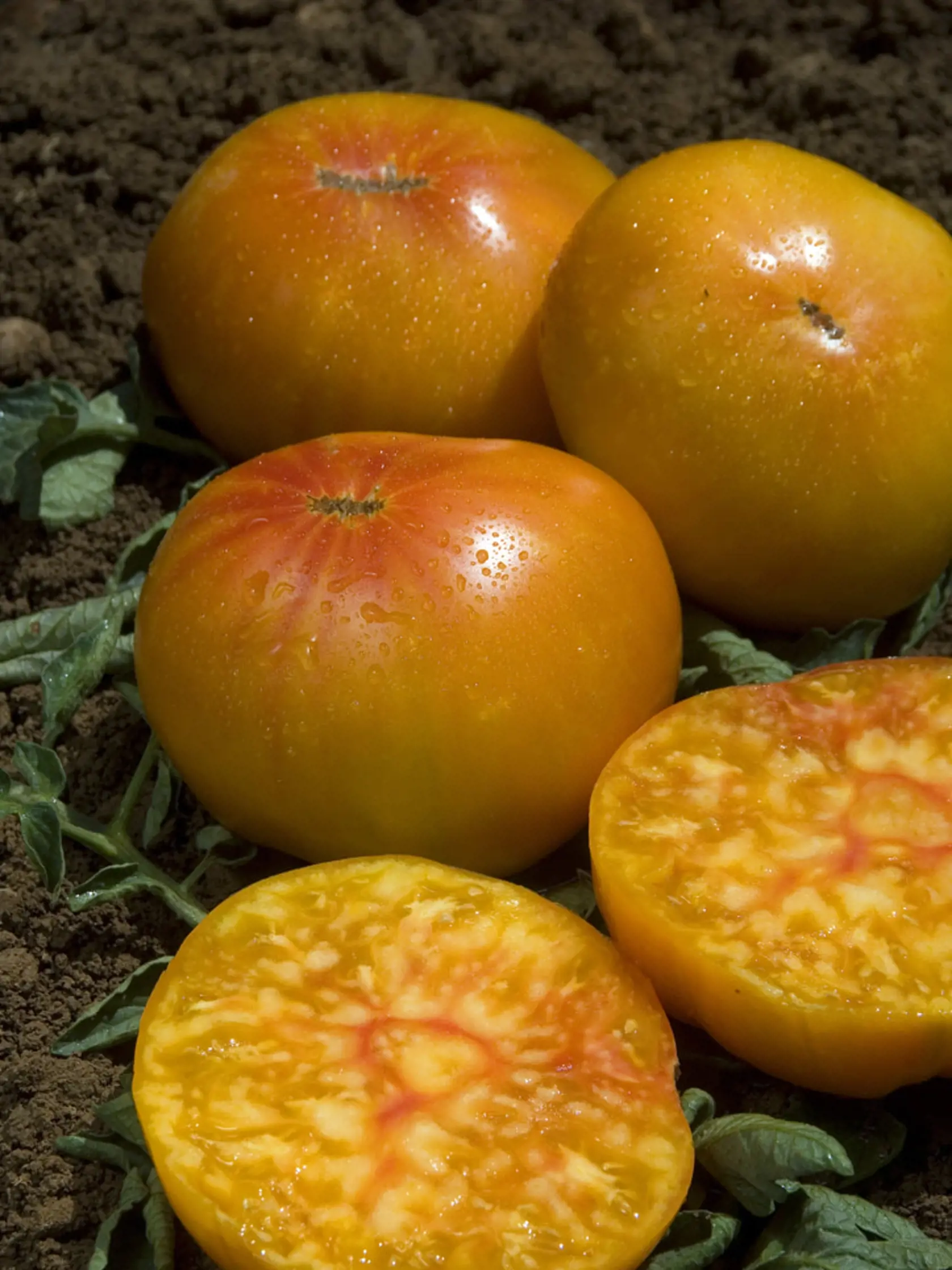 Odroda Ananas