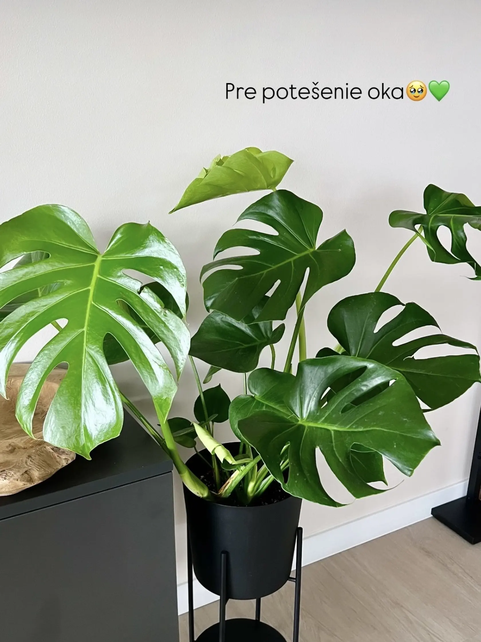Ivana Bezdeda sa pochválila svojou krásnou monsterou.