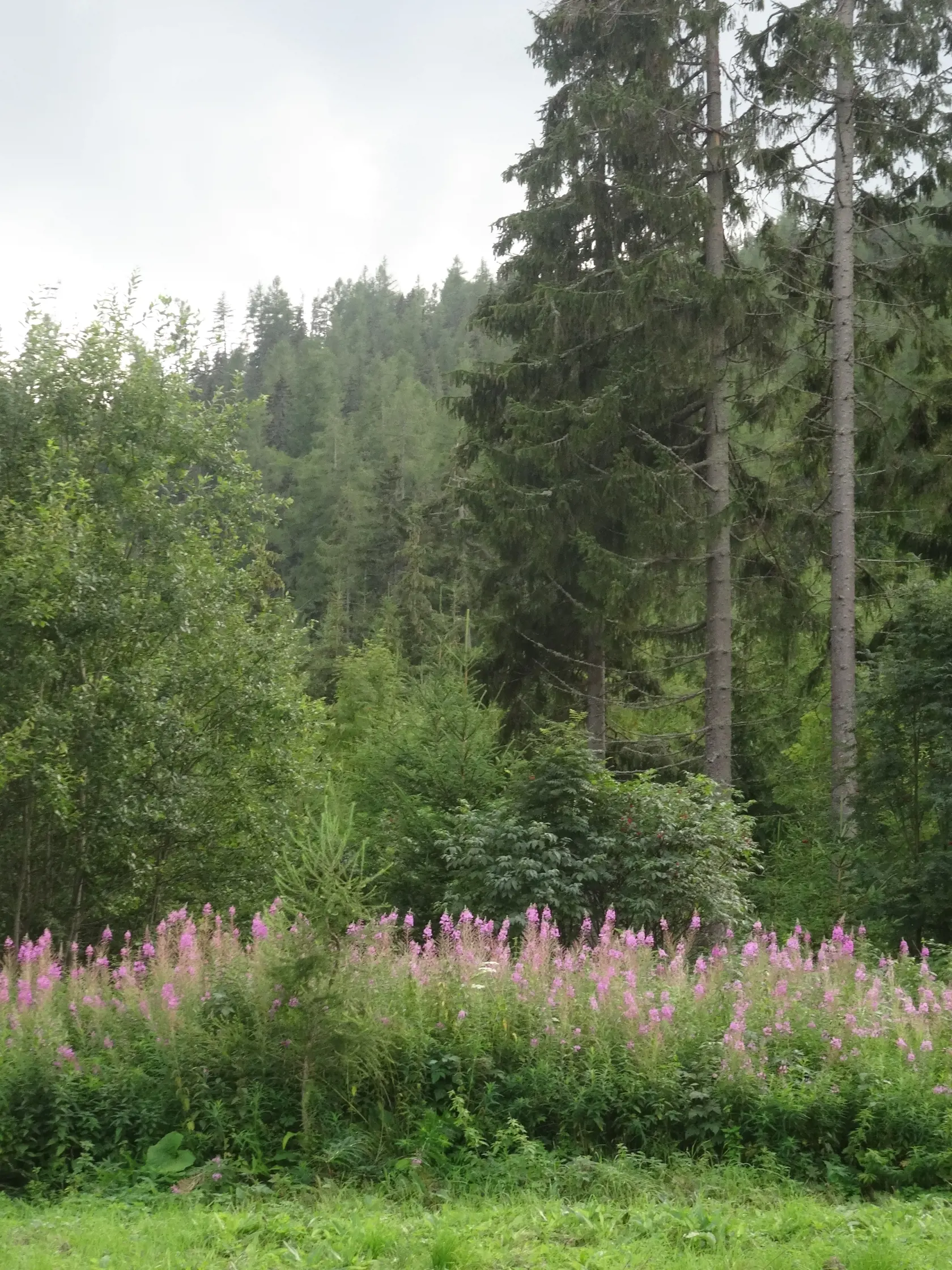 Vŕbovka, ktorá rastie pri ceste na Popradské pleso.