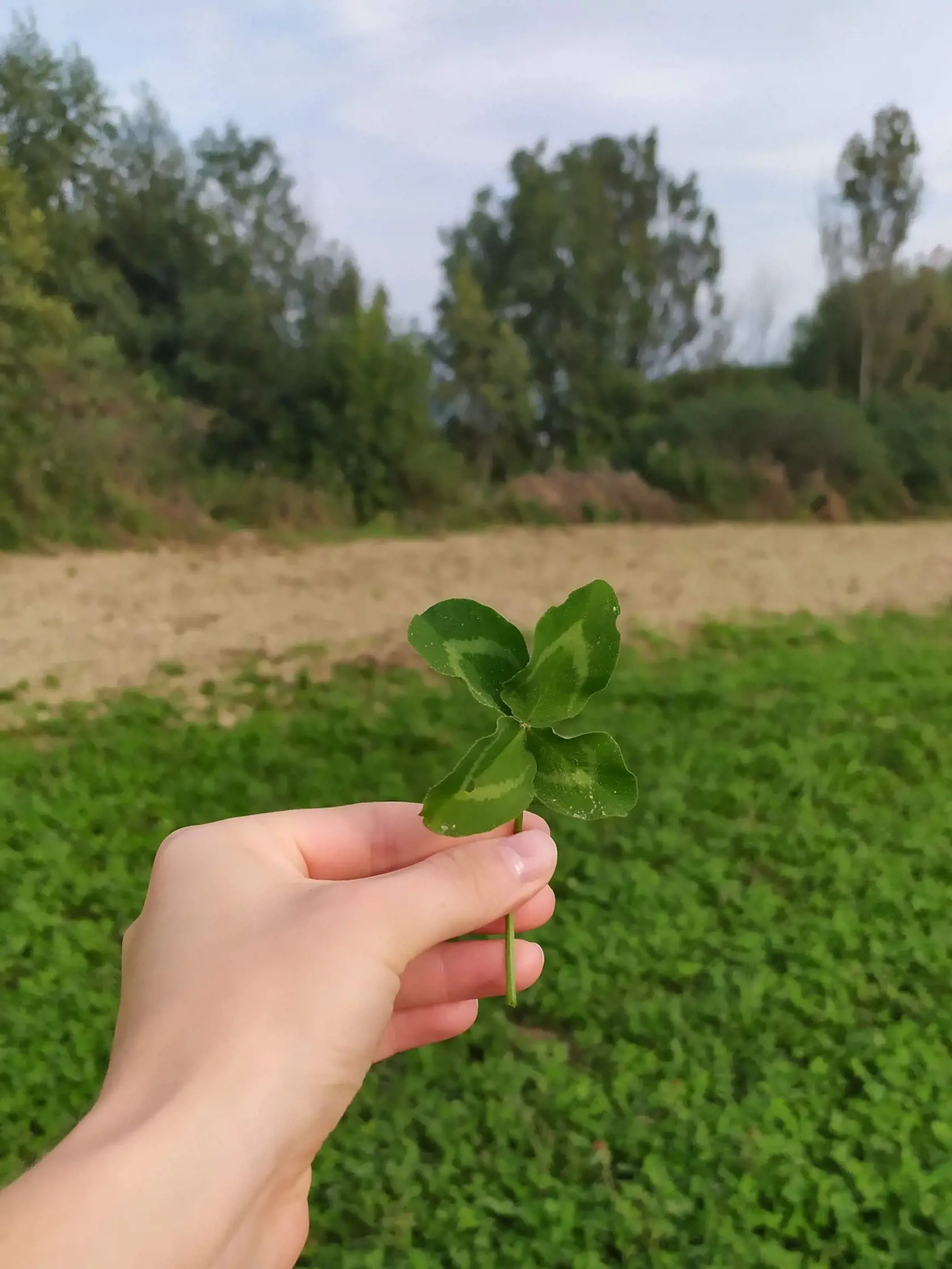 Často si ich ukladá do kníh. Nemá špeciálne miesto.