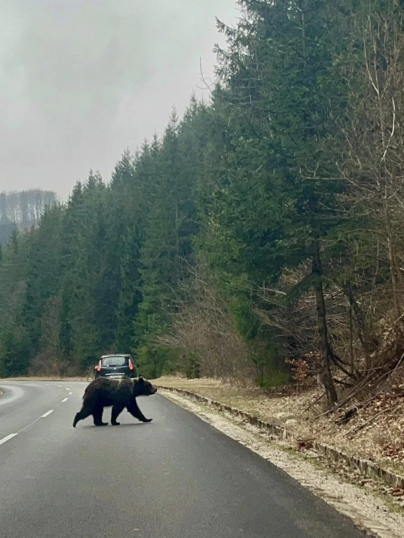 Pokojná prechádzka statného medveďa cez cestu! Ďalší medveď sa vydal na prechádzku, tentokrát za Čičmanmi smerom na Zliechov. Jeho pohyb zachytilo aj video, ktoré sa objavilo na sociálnych sieťach.