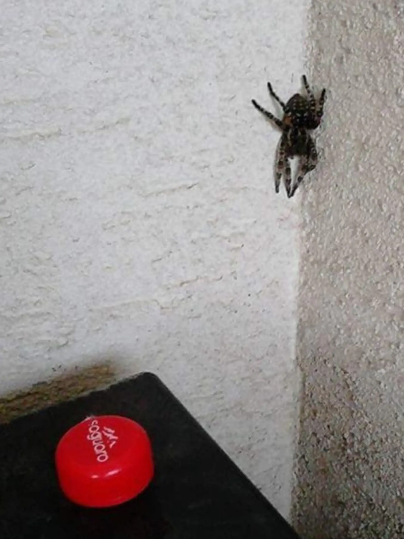 Od roku 2004 si ľudia pri Trnave začali všímať nezvyčajne veľkých pavúkov, ktoré pripomínali tarantulu.