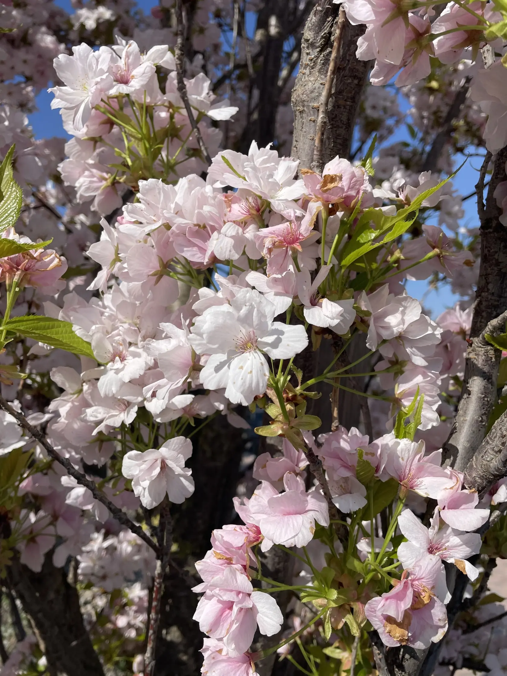 Čerešňa pílkatá ‘Amanogawa’ (Prunus serrulata)