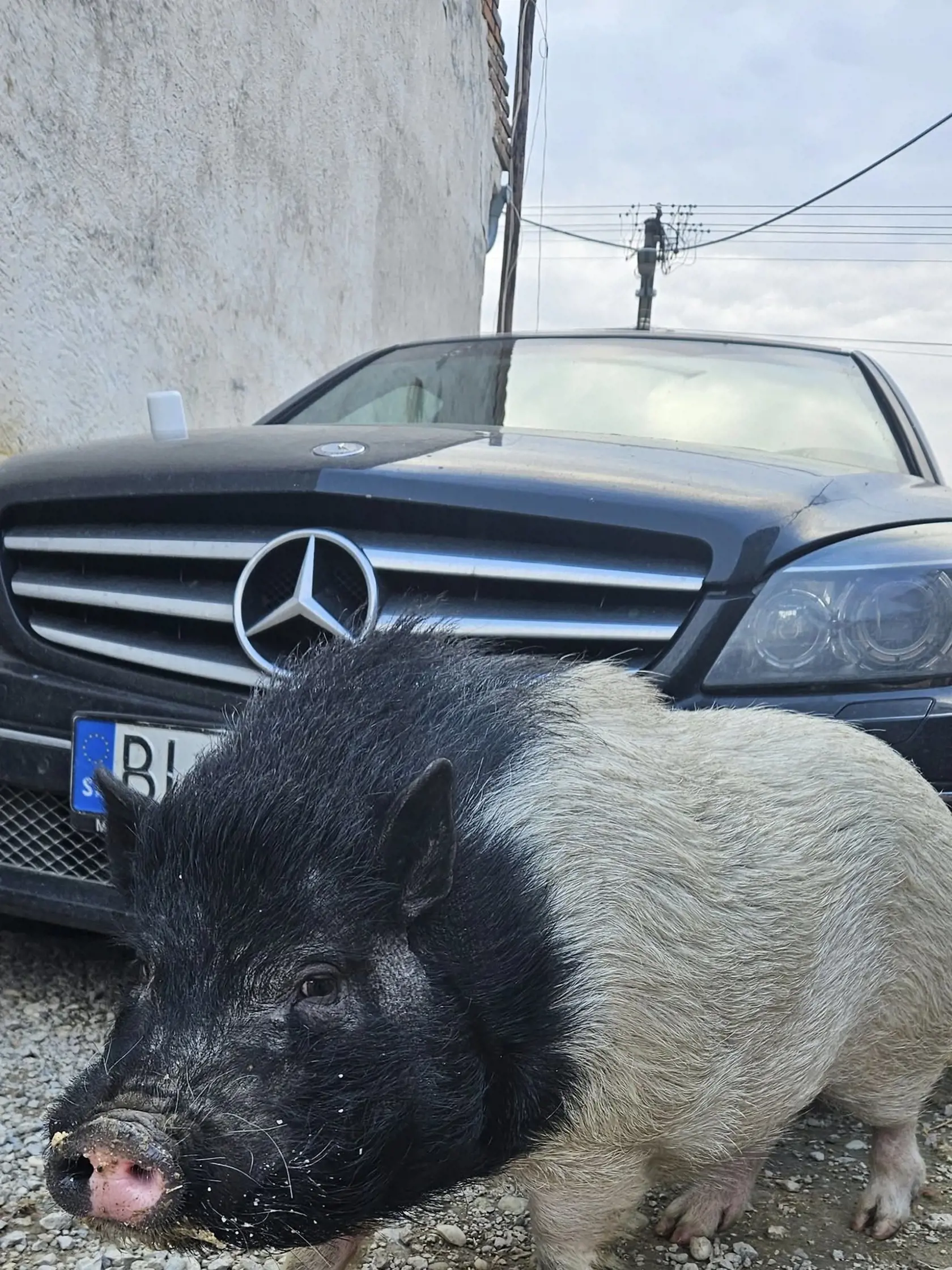 Stalo sa tak aj nedávno, keď vbehla do dvora ďalšej obyvateľke Bernolákova.