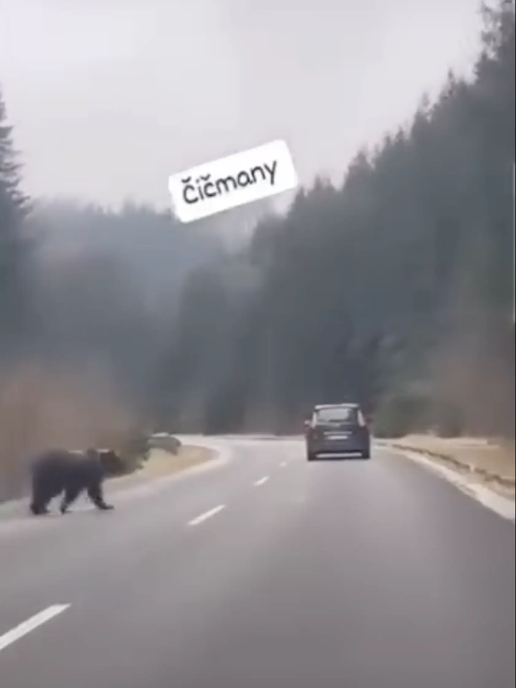 Pokojná prechádzka statného medveďa cez cestu! Ďalší medveď sa vydal na prechádzku, tentokrát za Čičmanmi smerom na Zliechov. Jeho pohyb zachytilo aj video, ktoré sa objavilo na sociálnych sieťach.
