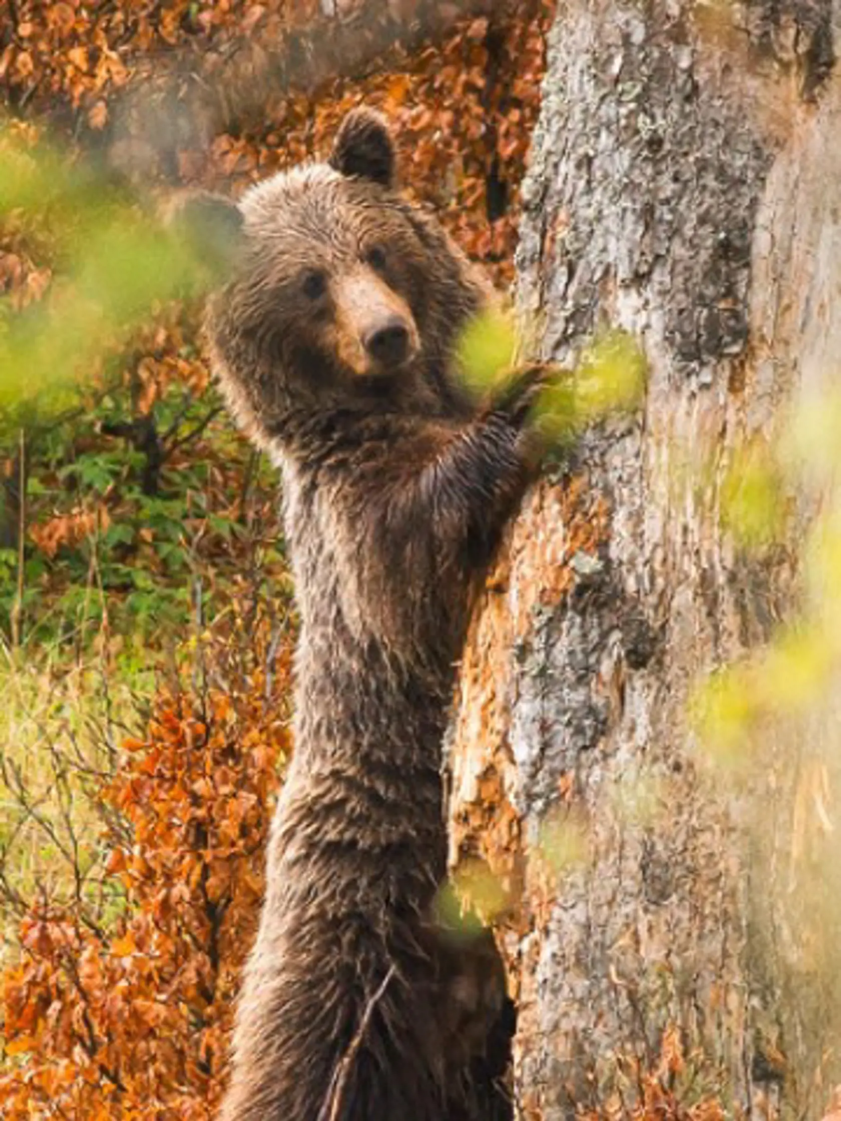 Najmä mladé medvede nespia kvôli teplému počasiu a nedostatku snehu. (Ilustračné foto)