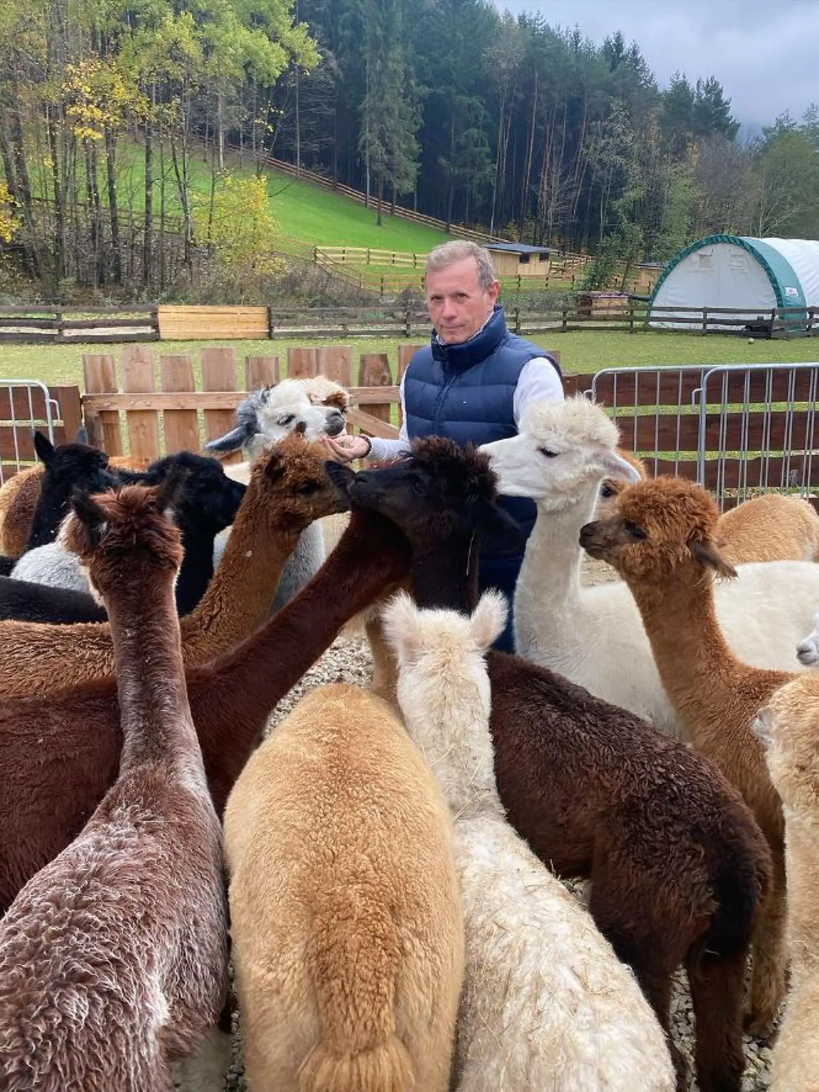 Vlado Voštinár si vyberá alpaky do svojho areálu.