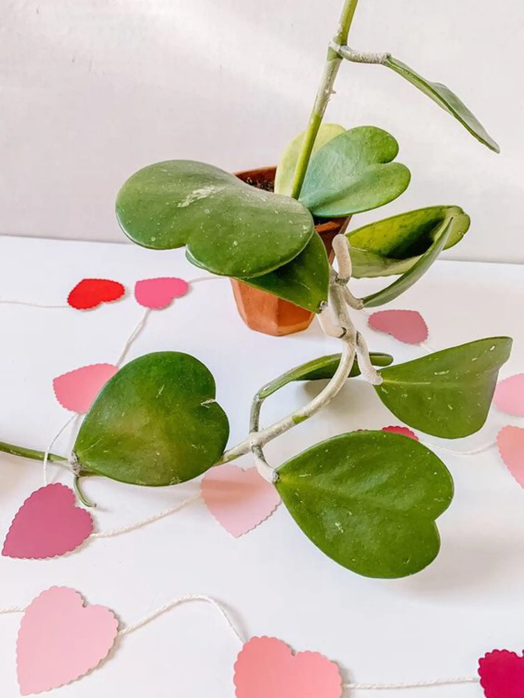 Voskovka, alebo aj hoja, sa pýši netradičným tvarom listov. Je preto ideálnym valentínskym darčekom.