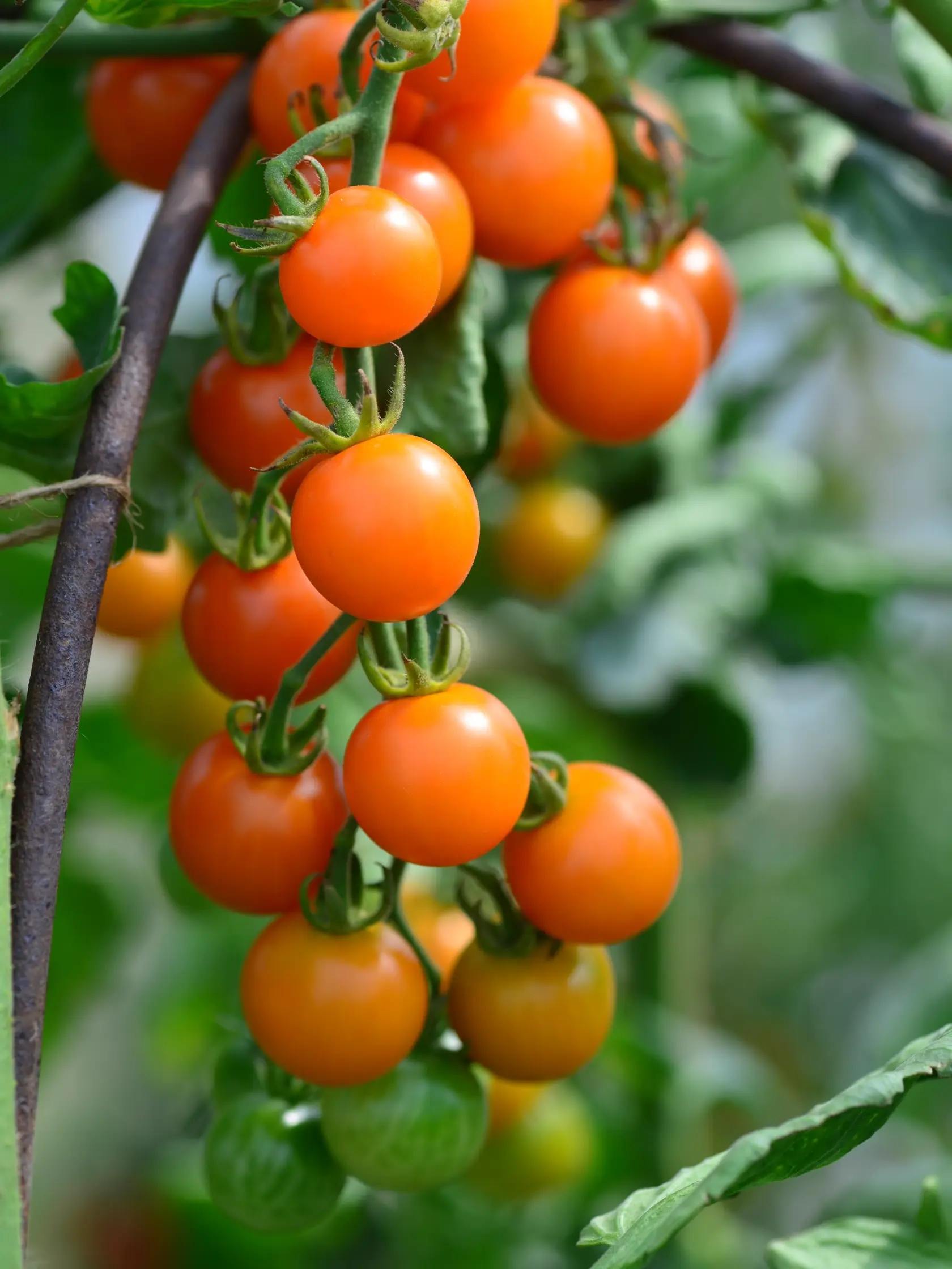 Oranžový čerešňový rajčiak ‘Sungold F1’