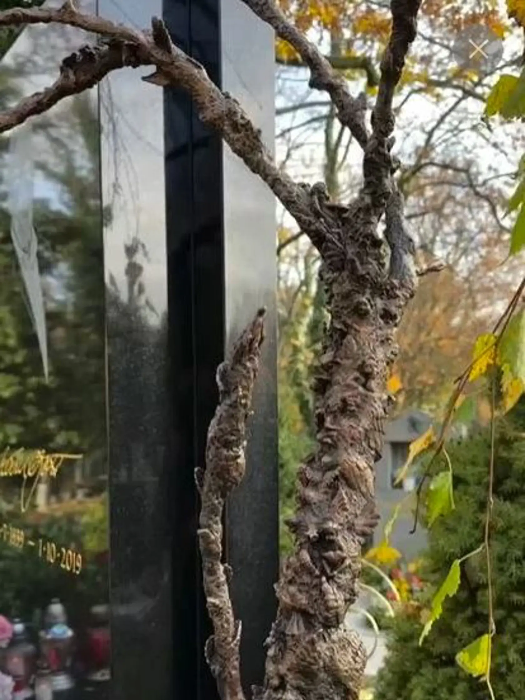 Vdova Ivana Gottová nechala vyrobiť novú sochu pri hrobe manžela Karla Gotta - bronzový strom z anjelikov, ktoré fanúšikovia naznášali za tie roky od jeho smrti.