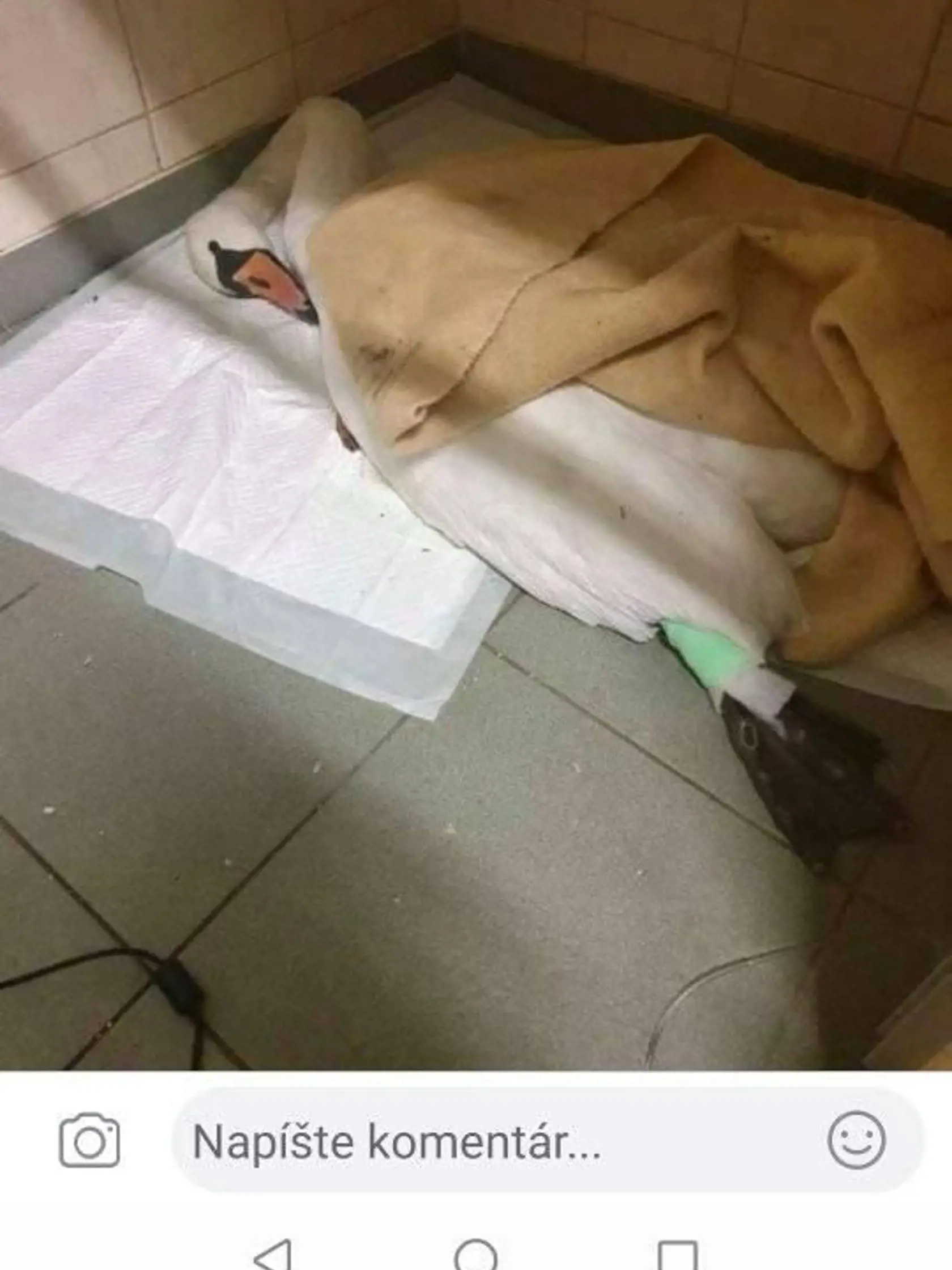 Na sociálnej sieti sa nad kŕmením labutí rozčúlil aj František.