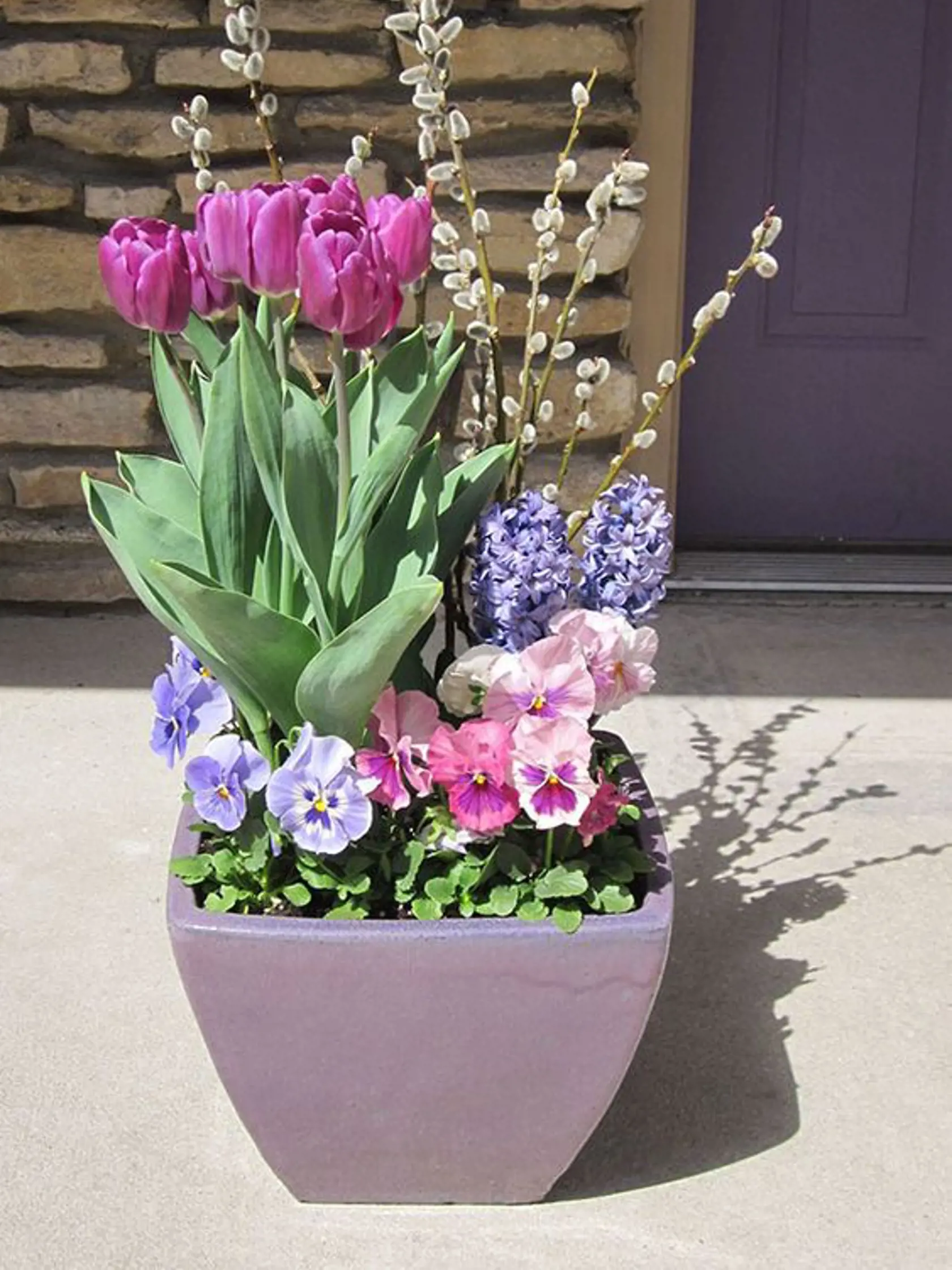 Tulipány a hyacinty spolu s bahniatkami sú symbolom prichádzajúcej jari.