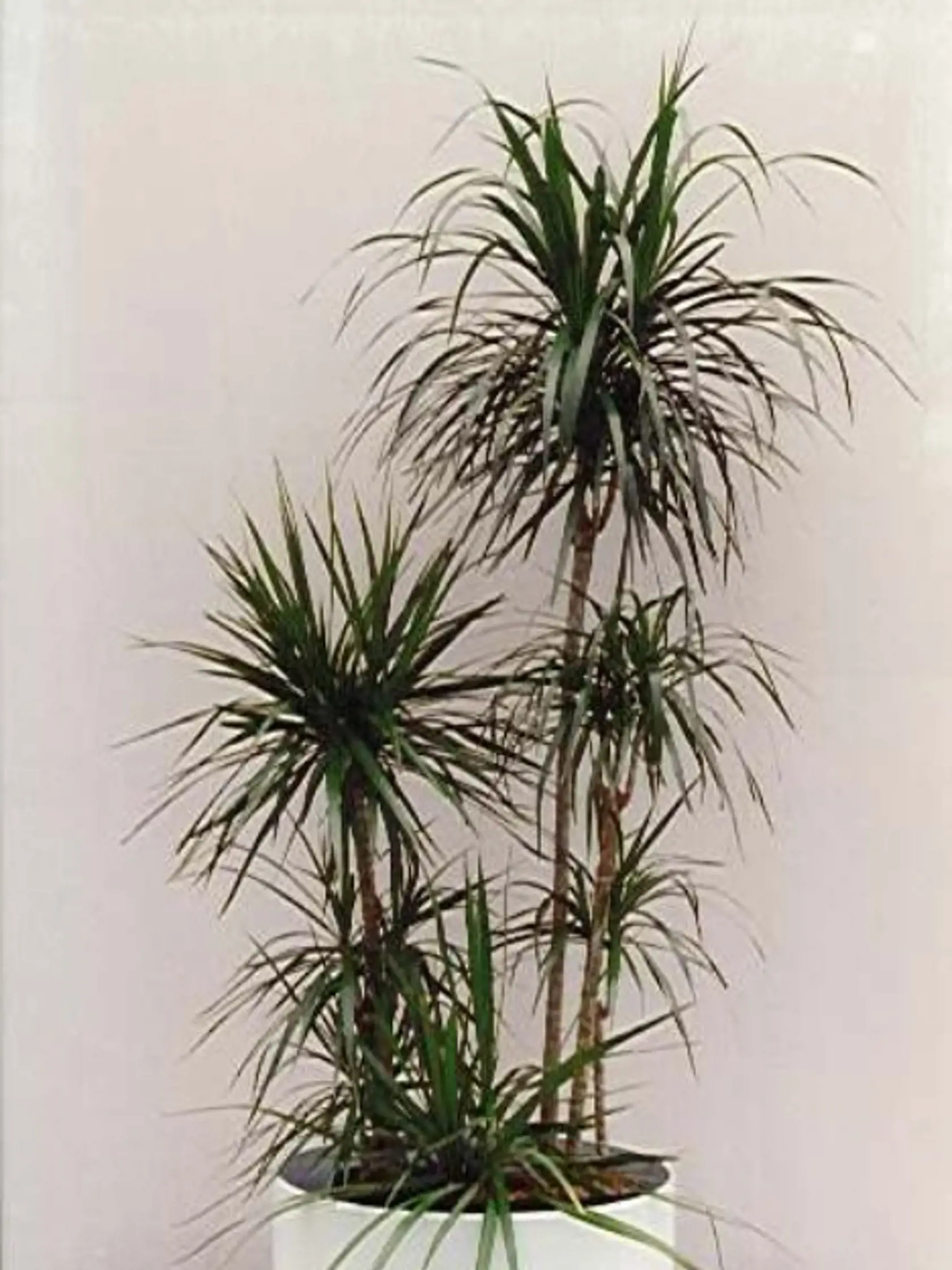 Dracena, ktorú majú doma mnohí z nás dosiahla skóre 7,8
