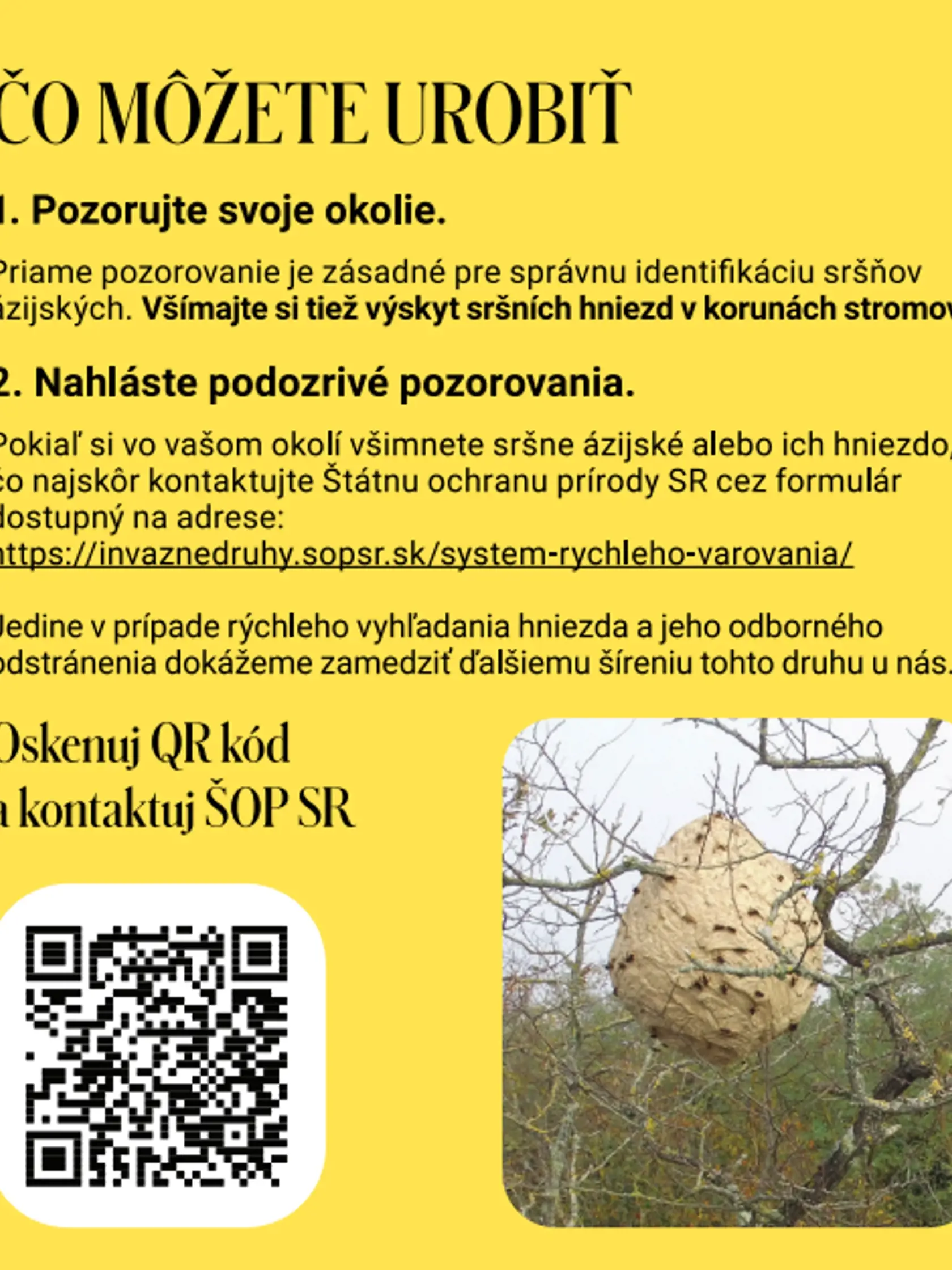 Čo robiť, ak zbadáte sršňa ázijského?