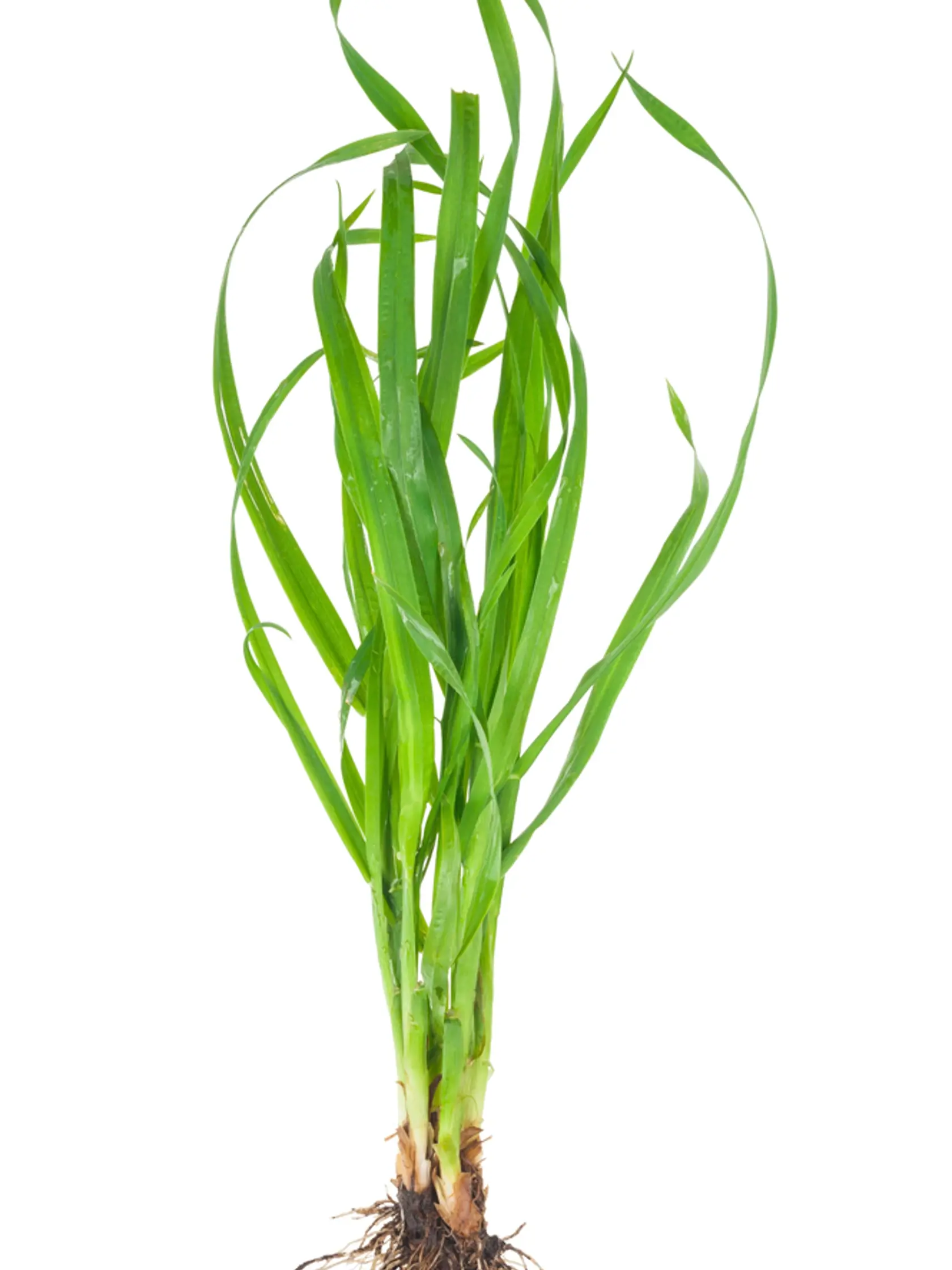 Pýr nie je možné odstrániť selektívnym herbicídom.