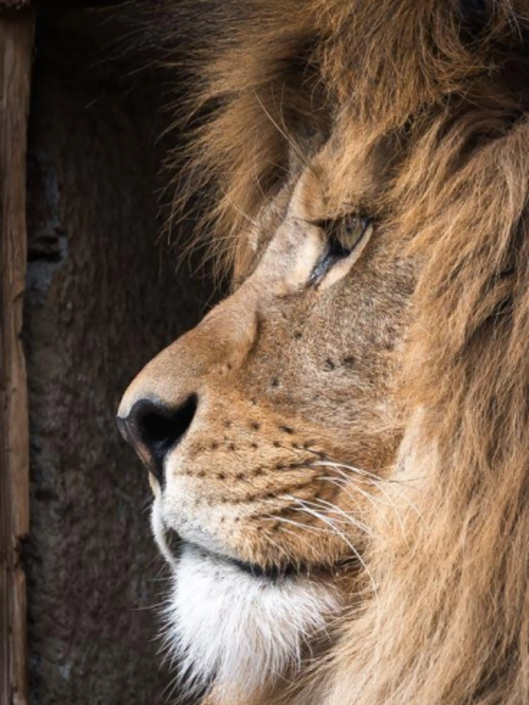 Leva berberského Aslana museli v bojnickej ZOO utratiť.
