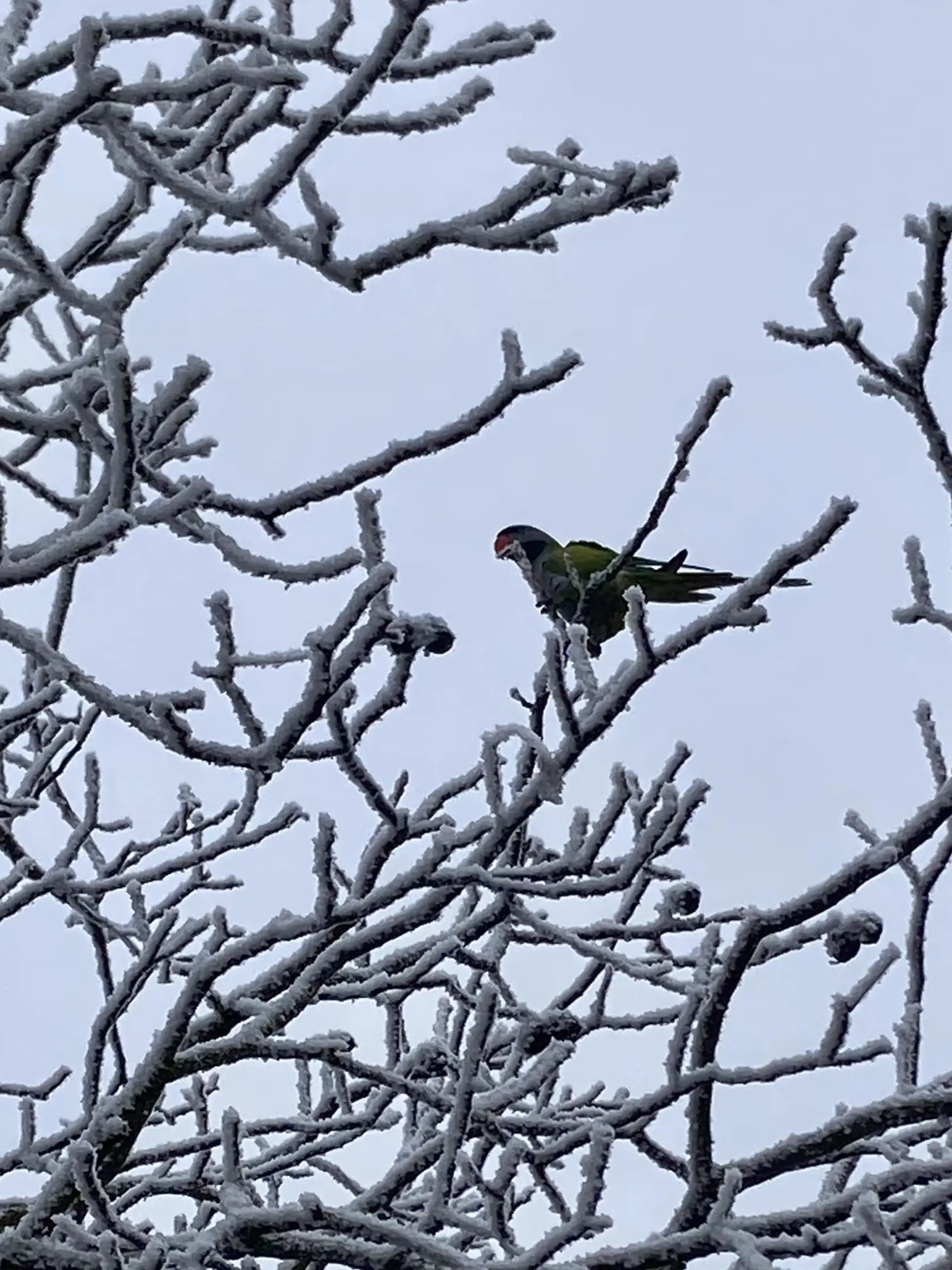 Na nitrianskom sídlisku Klokočina sa stal túto zimu hrdinom a veľkou legendou exotický papagáj.