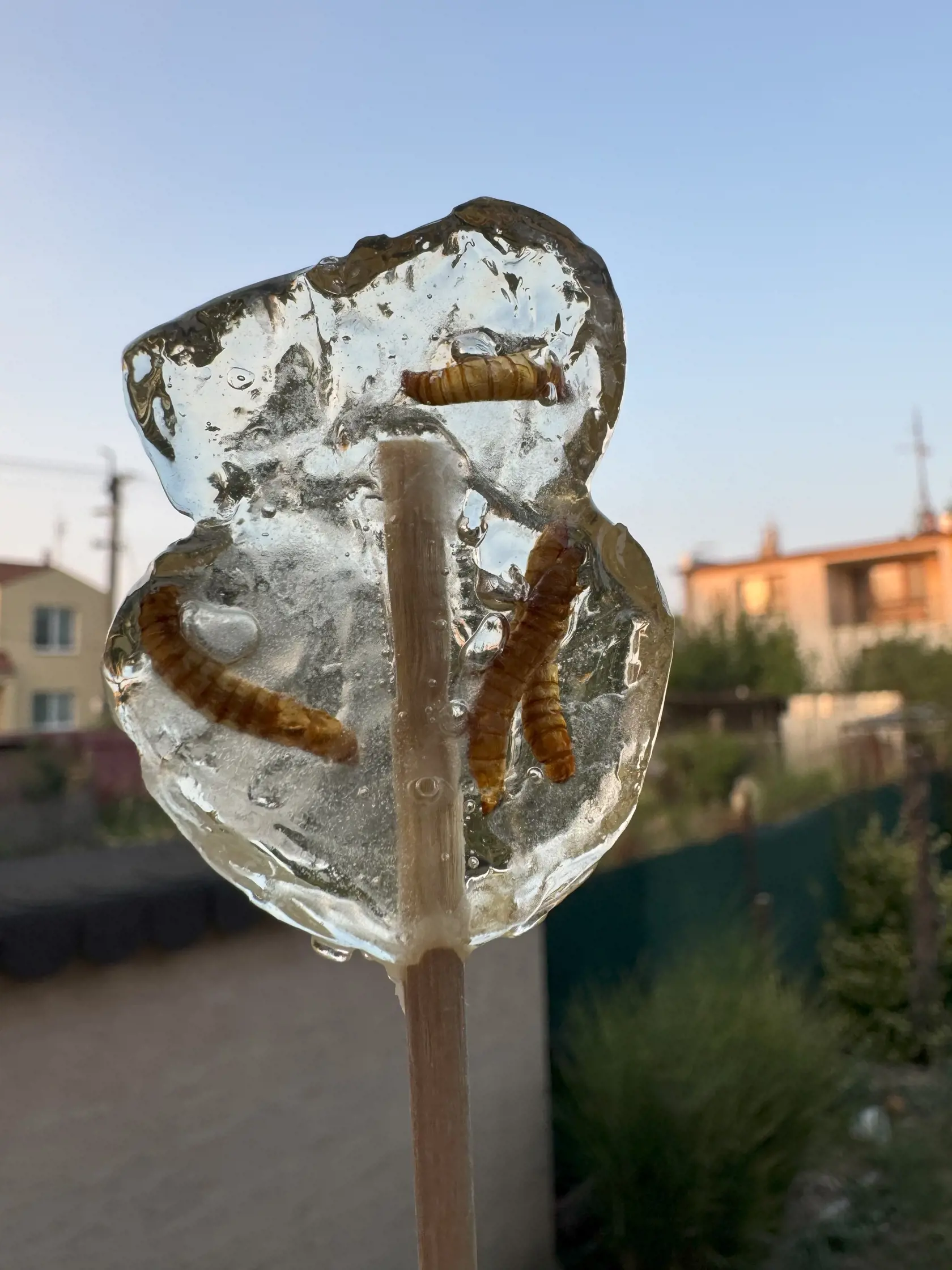 Hmyz v lízanke vyzeral veľmi zaujímavo. Jej chuť ale neovplyvnil.