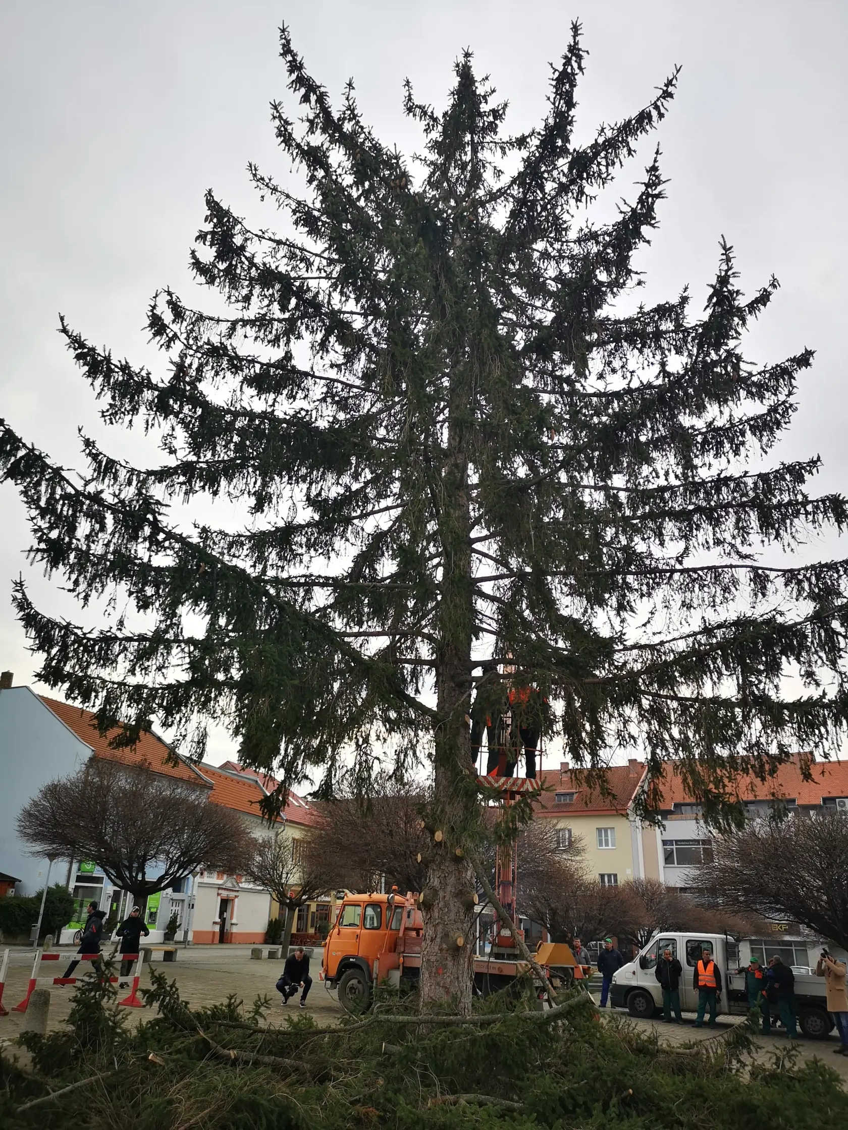 Založili iniciatívu Za živý vianočný strom v Novom Meste nad Váhom.