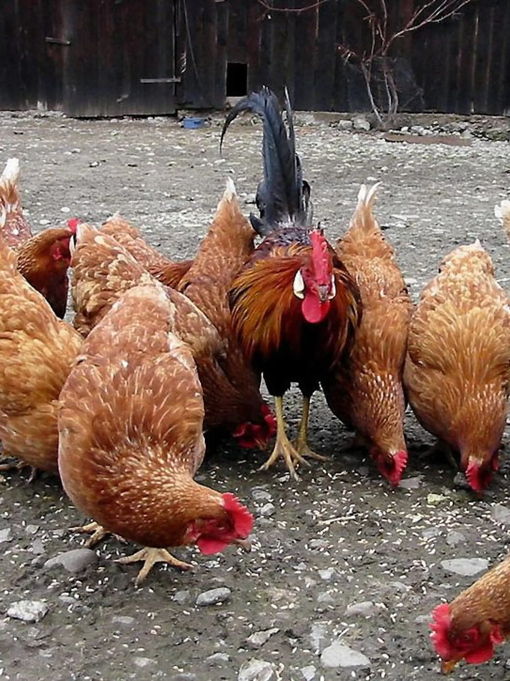 Vtáčia chrípka sa objavila už aj na strednom Slovensku, konkrétne v Banskej Bystrici. Samospráva upozorňuje, aby chovatelia registrovali svoje chovy hydiny a vtákov.