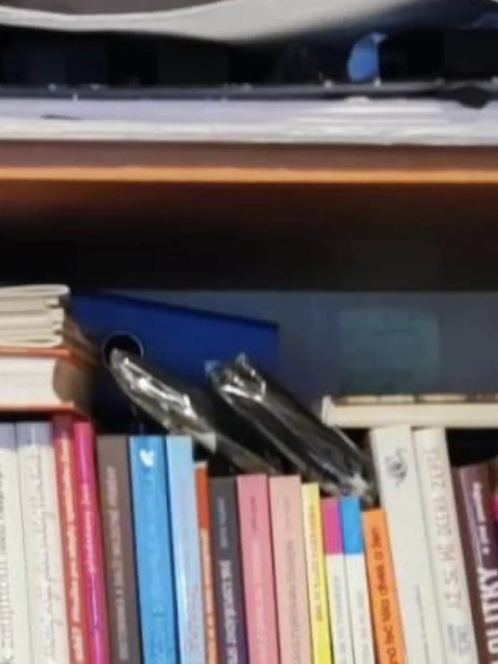 Vrah Vladimír (†34) bol milovníkom nielen zbraní a kriminalistickej literatúry, ale aj knihy so zaujímavým obsahom. Mnohé z nich sa venujú vzťahovým problémom medzi mužom a ženou, medzi nimi mal aj knihu s názvom Lolitky.