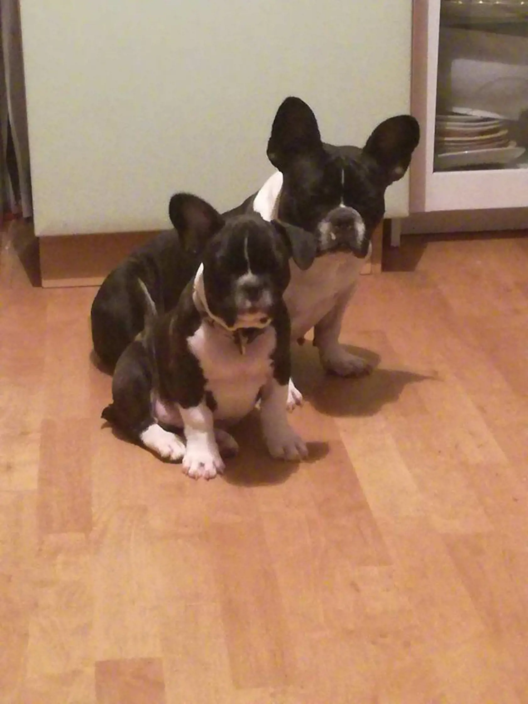 Keď si Ilona priniesla fenku domov,  mala v bruchu dve šteniatka. Prežilo iba jedno z nich.