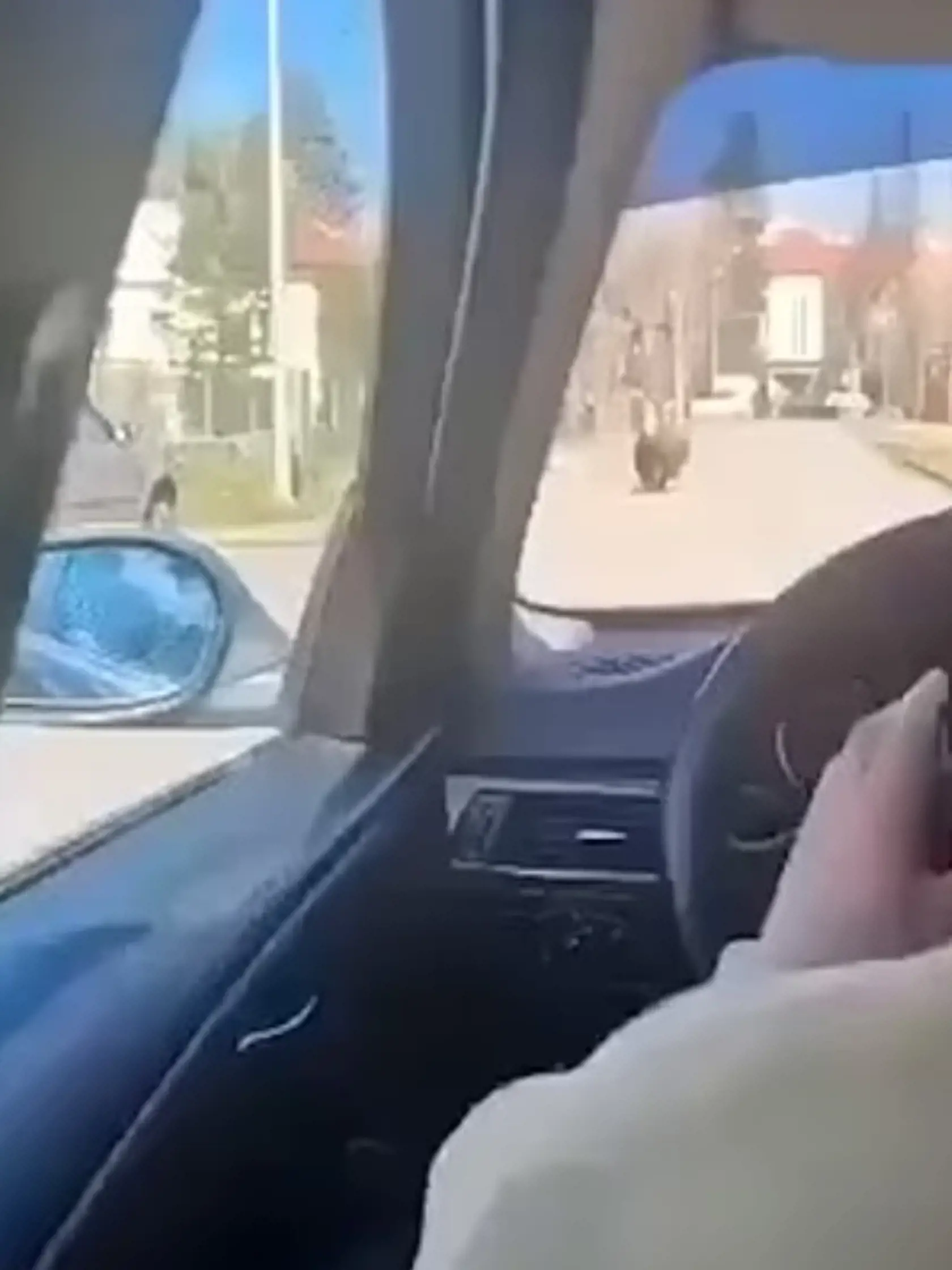 O útoku medveďa v Liptovskom Mikuláši píšu aj zahraničné média.