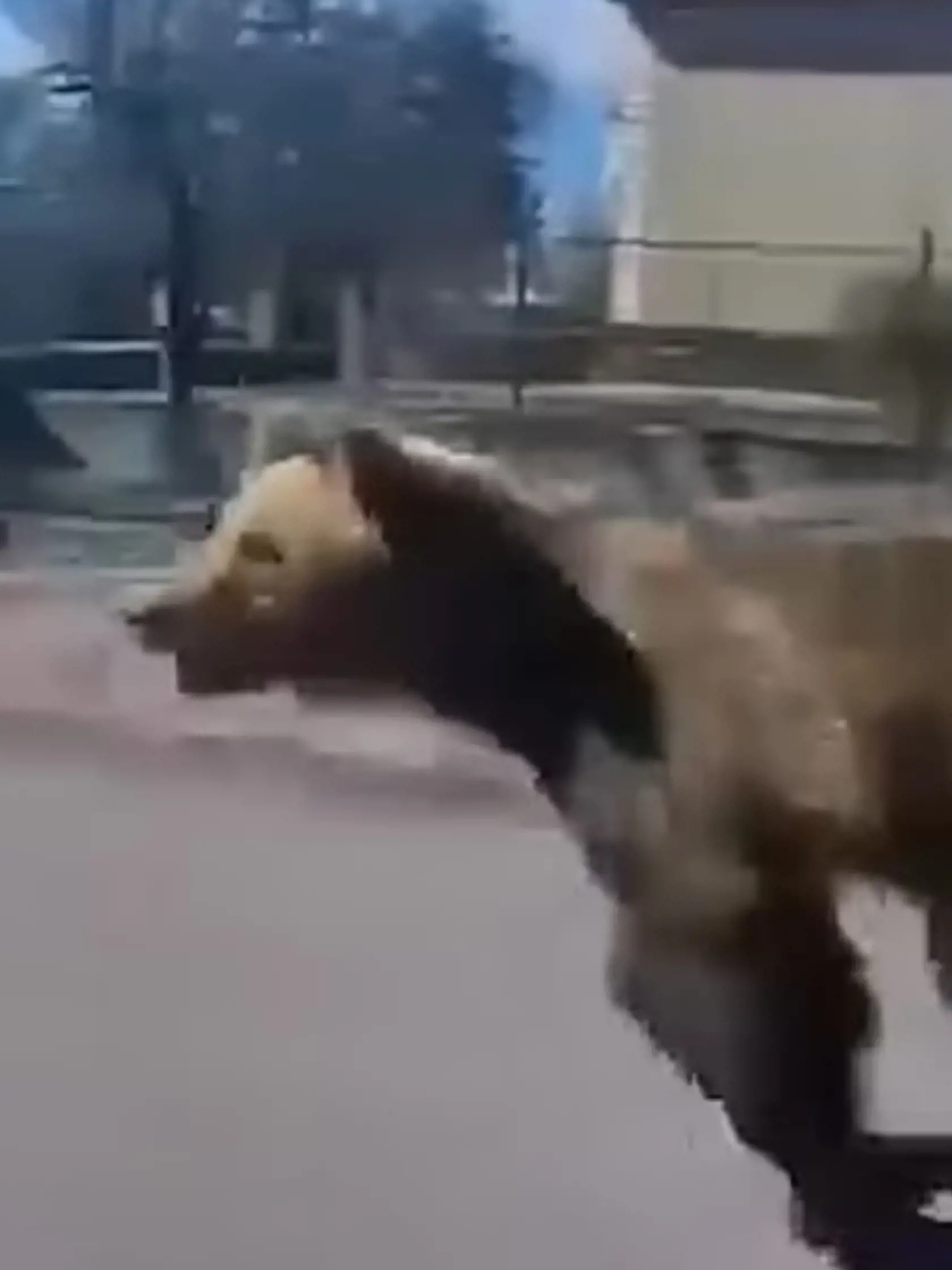 O útoku medveďa v Liptovskom Mikuláši píšu aj zahraničné média.