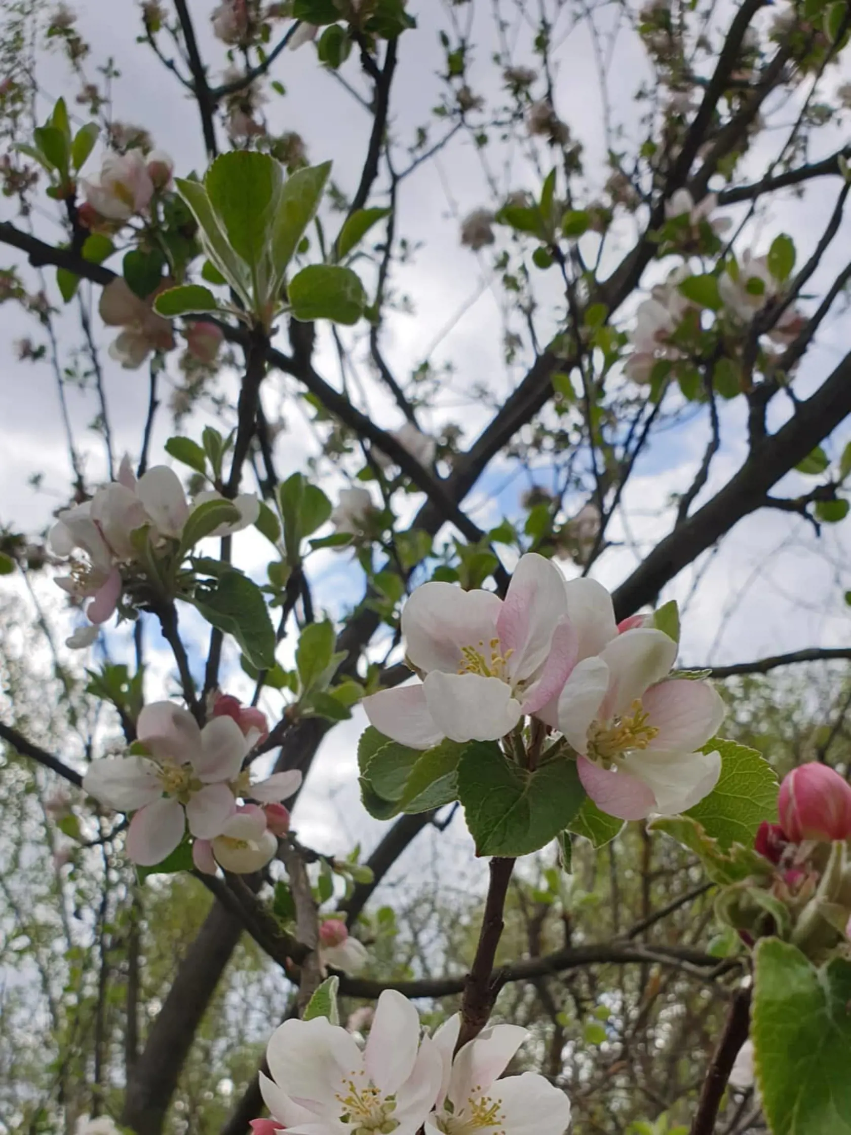 Manželka Ondreja Kandráča Erika sa na Instagrame chváli svojou záhradkou. Čoskoro bude mať aj ovocné plody.