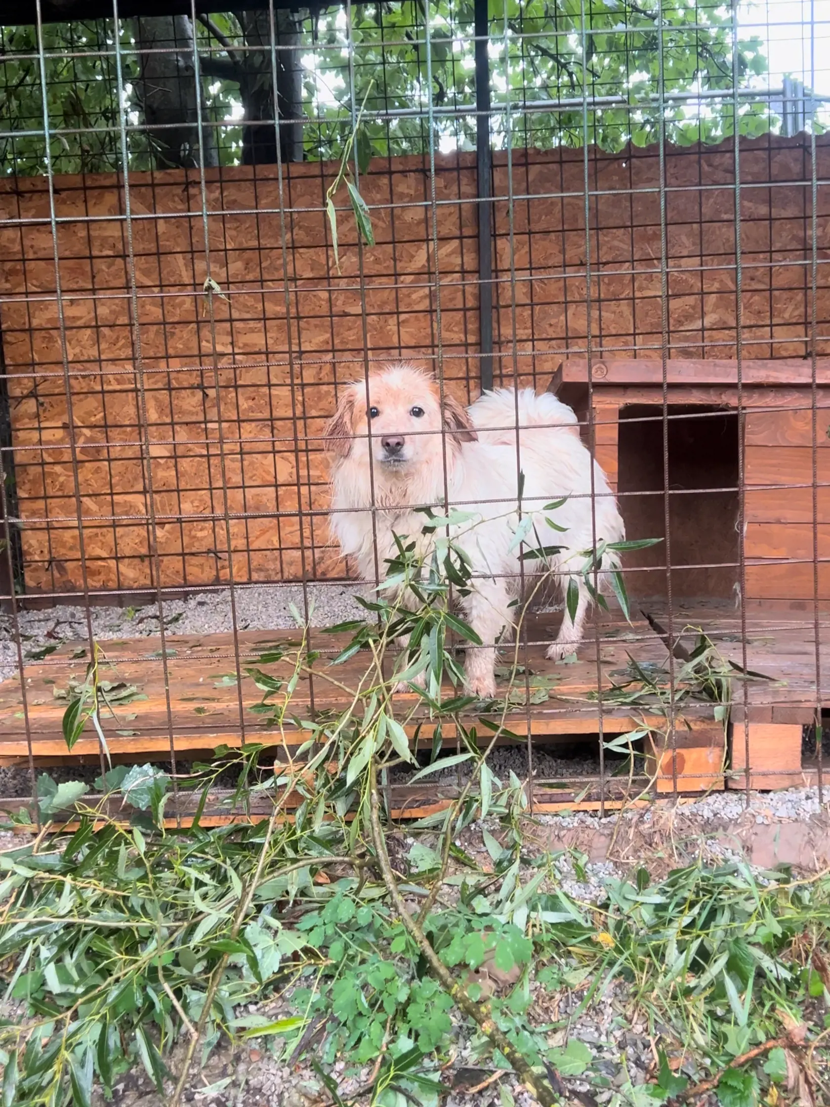 V tomto útulku sa nachádza okolo 250 psíkov, vyše 60 mačiek, ale i morčiatka a zajace. Táto apokalypsa nenarobila škody len na majetku, ale výrazne poznačila aj samotné zvieratá.
