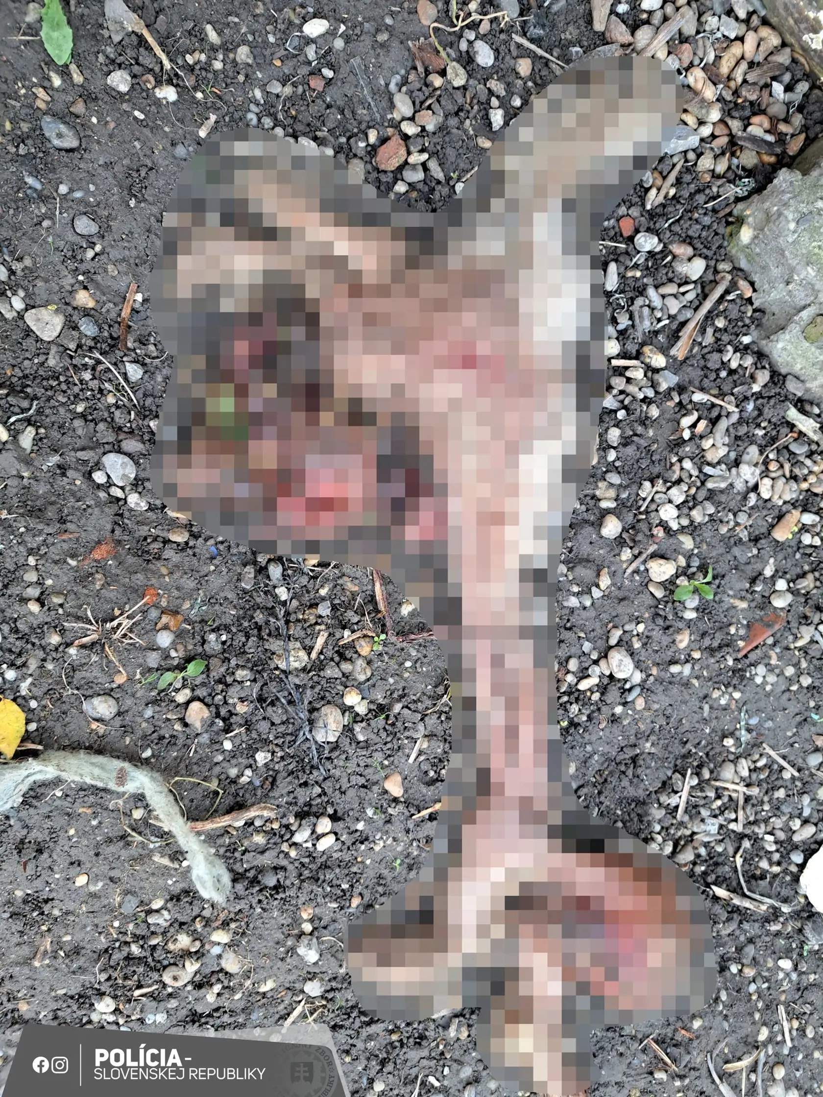 Obvinený koncom roka 2022 odišiel za prácou do Maďarska a ponechal bez vody, potravy a ďalšej starostlivosti štyroch psov, v dôsledku čoho jeden pes uhynul a zvyšné tri sa živili jeho telom.