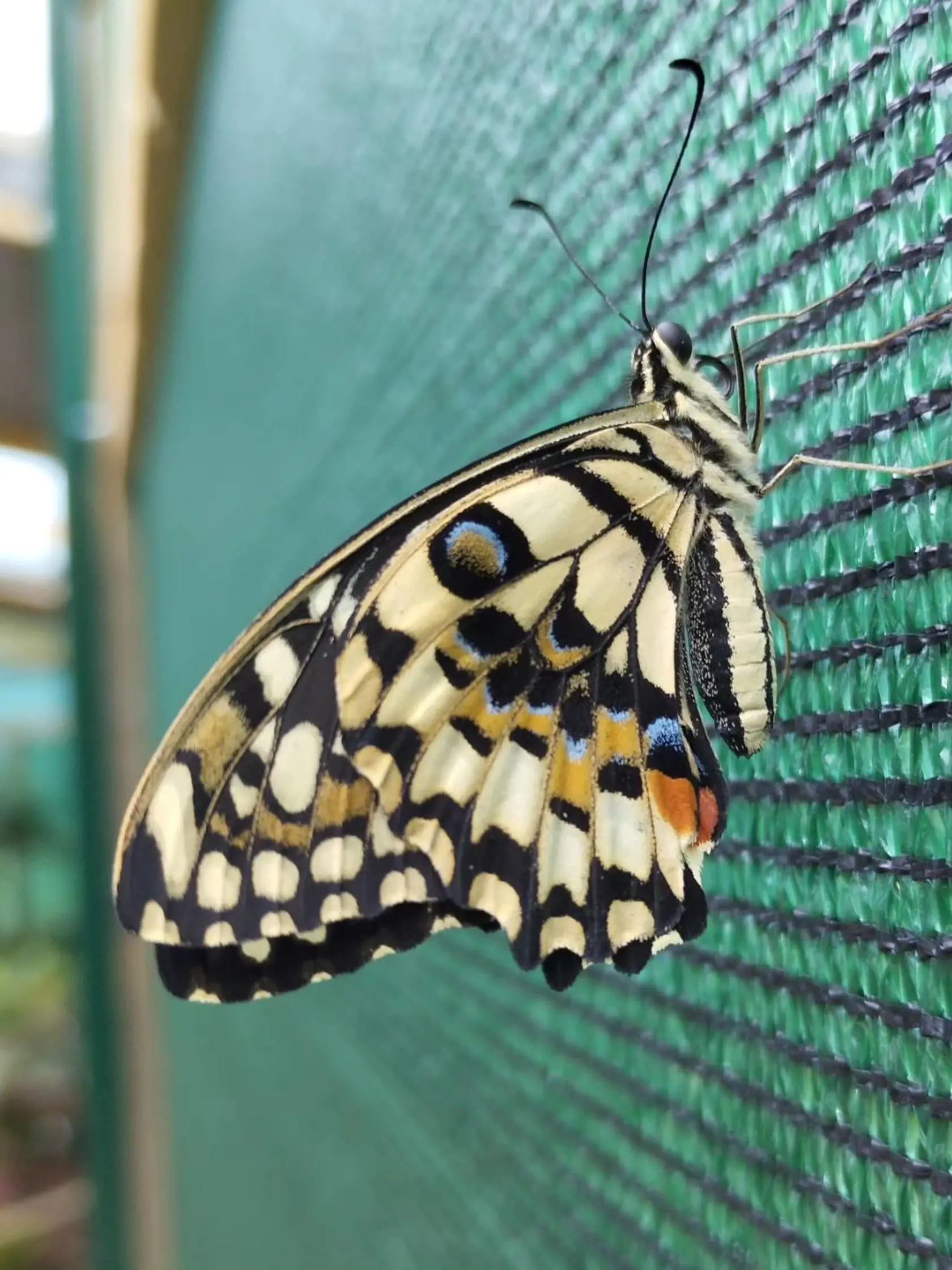 Papilio demoleus alebo inak vidlochvost citrusový.