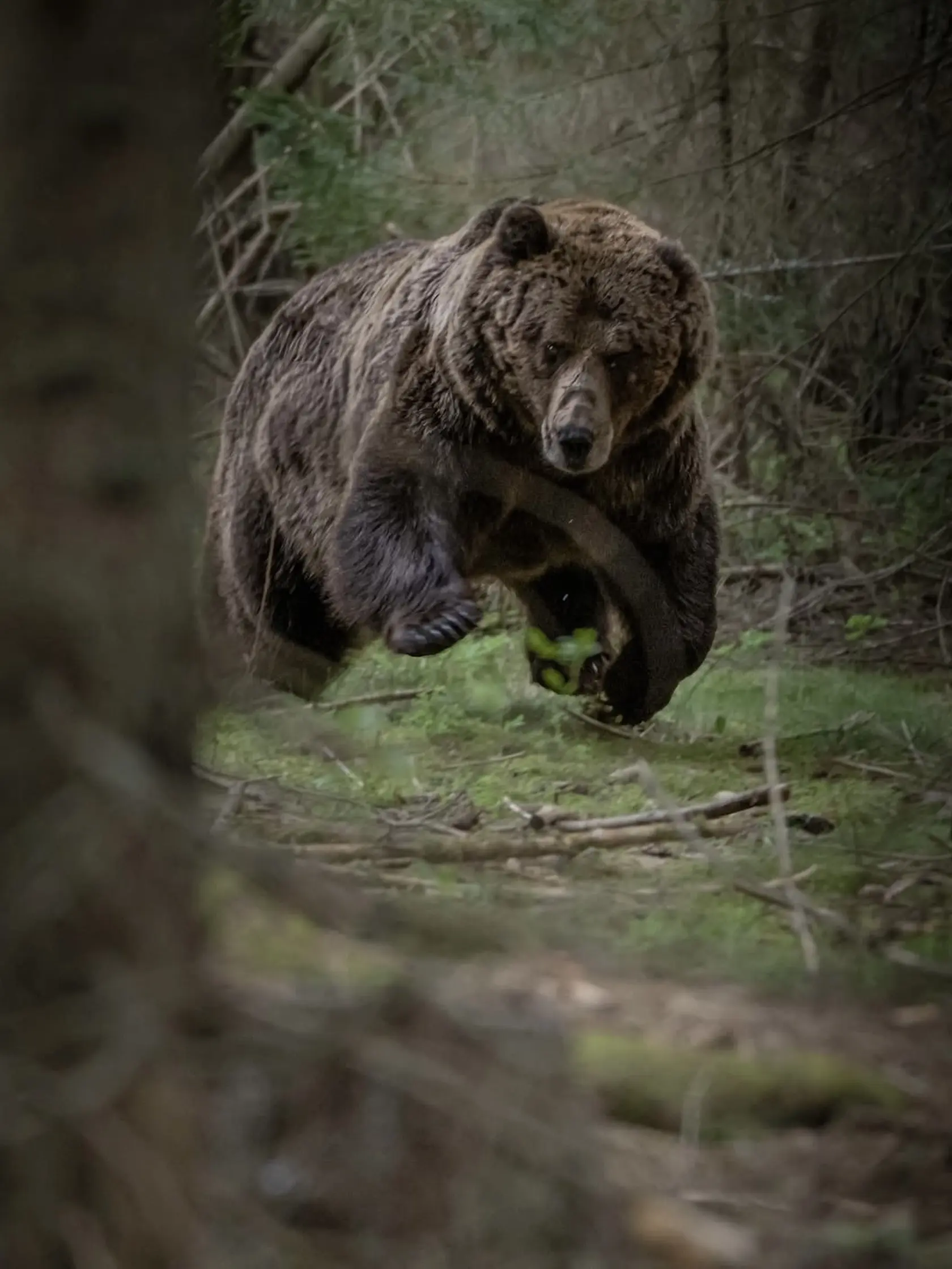 Na sociálnych sieťach sa teraz objavili jeho najnovšie zábery a to, čo sa podarilo zachytiť fotografovi, rozhodne stojí za pozornosť!