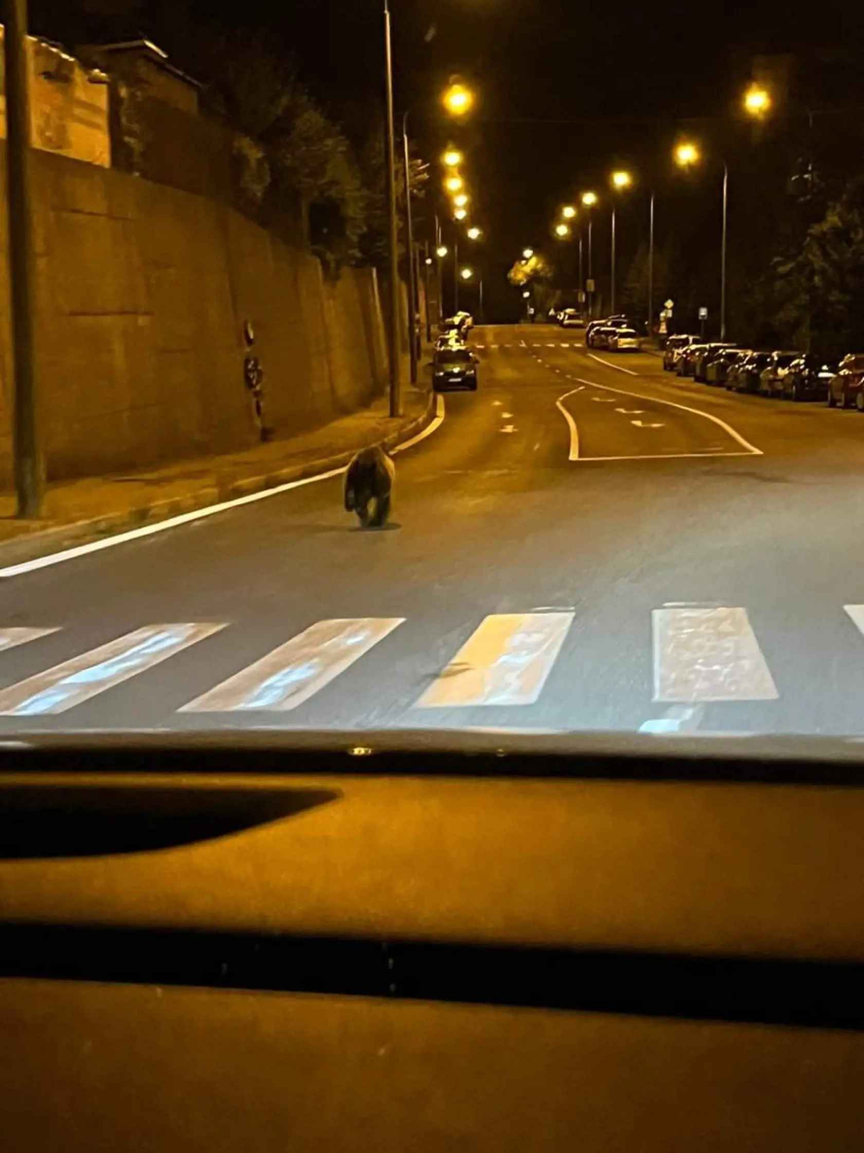 Medveď v Banskej Bystrici