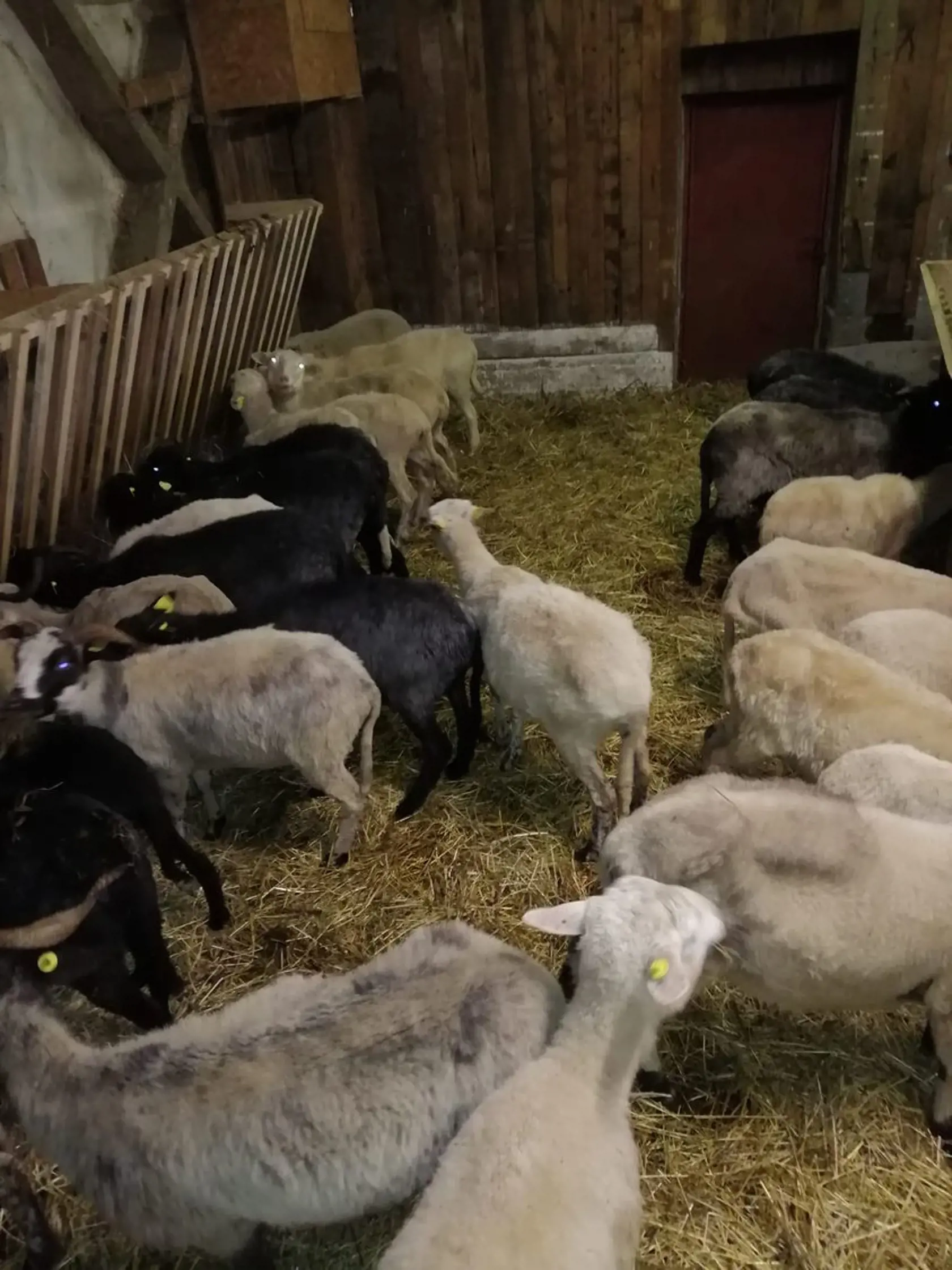 Dnes je podľa slov Kompiša na Slovensku spolu možno 700 kusov valašiek, z toho na Liptove je to na zjazdovkách v Jasnej tretie v poradí.