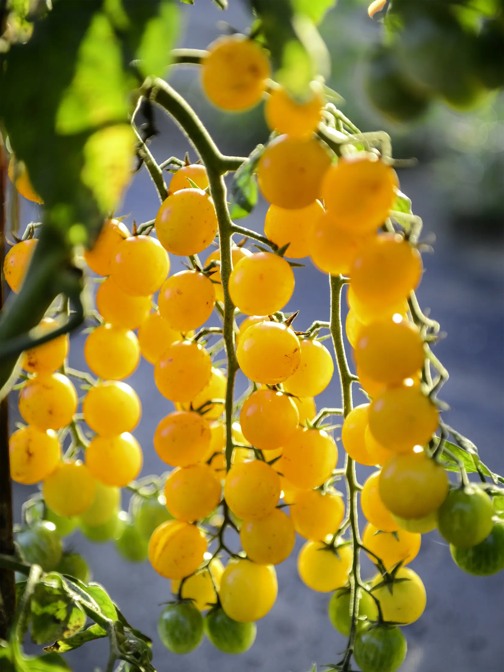 Rajčiak ‘Perlino Yellow’