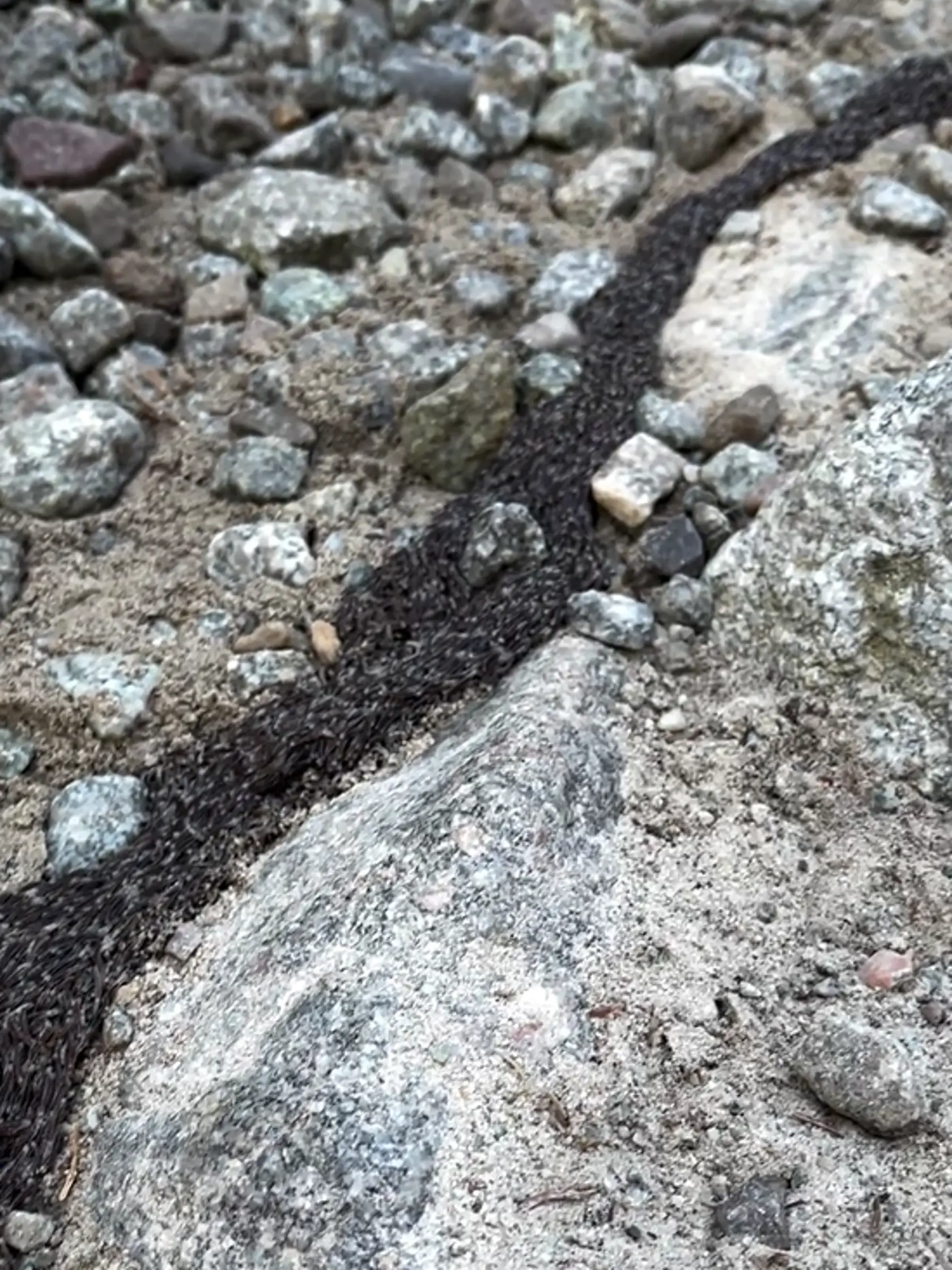 Zvyčajne býva dlhá 50 až 100 centimetrov.