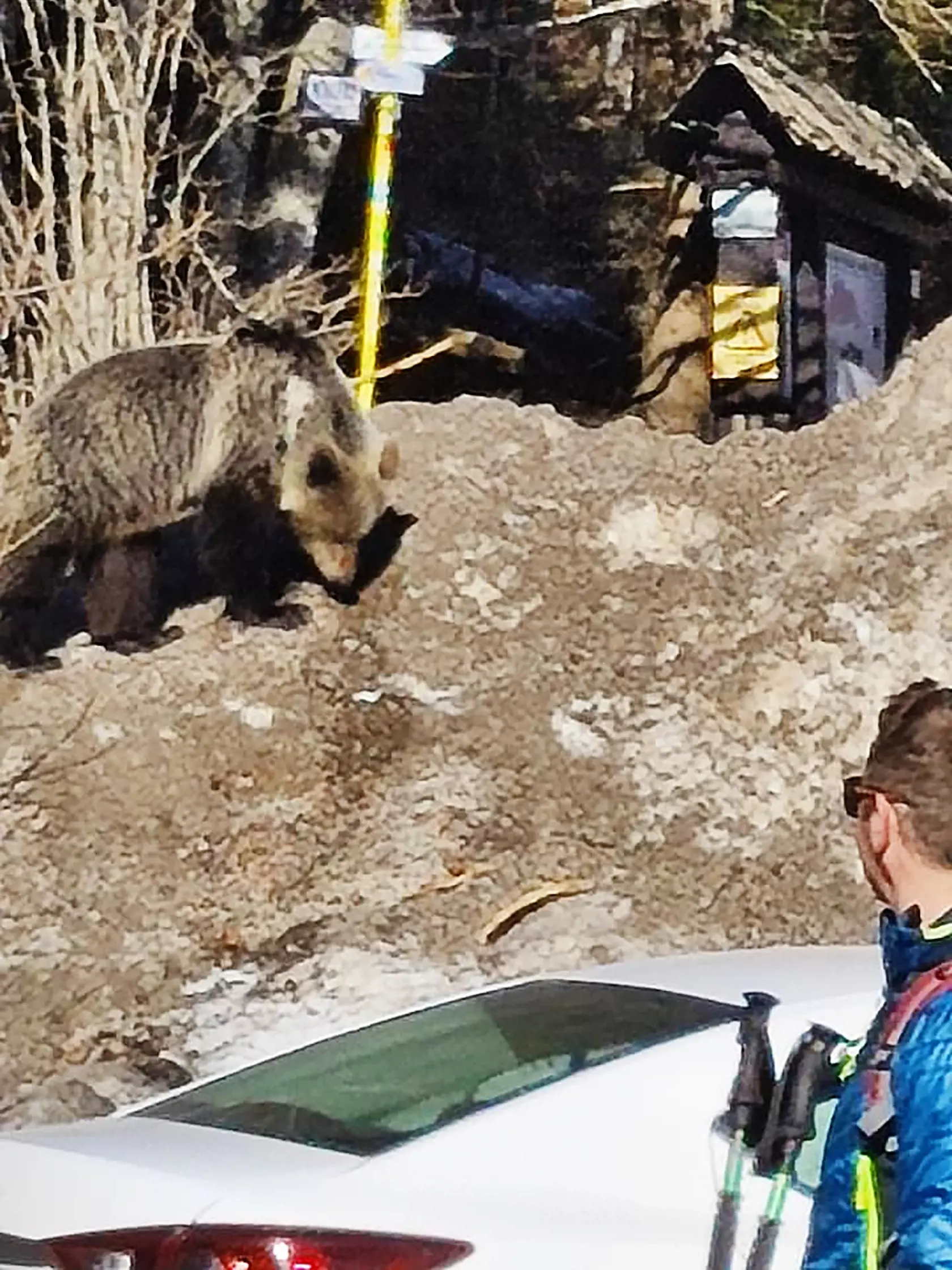 Nezodpovední turisti si medvedicu nakrúcali a hádzali jej potravu.